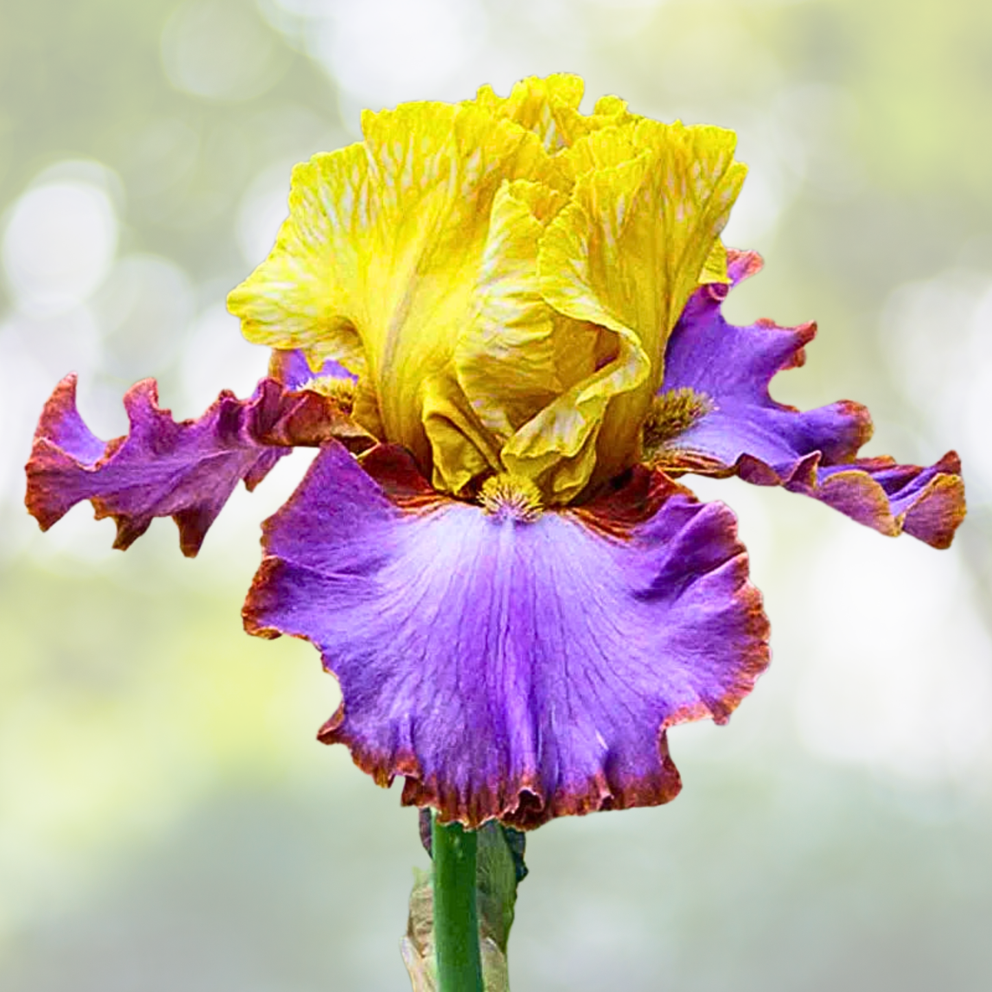 30pcs Mixed Color Rare Iris Flower Seeds - Perennial Blooms - Iris germanica - Beautiful Garden Flowers