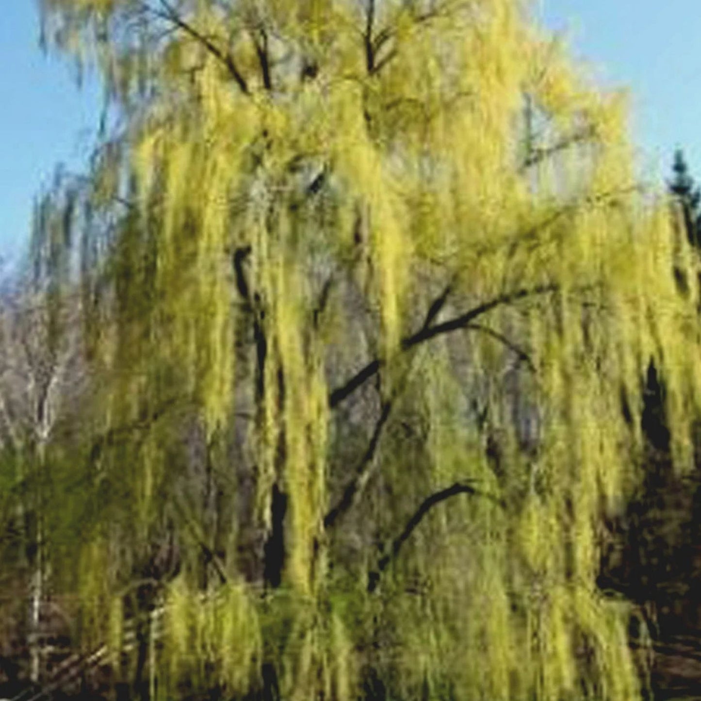 Weeping Willow Cuttings - 2 Bright Green Stems - Salix babylonica - Wisconsin Grown
