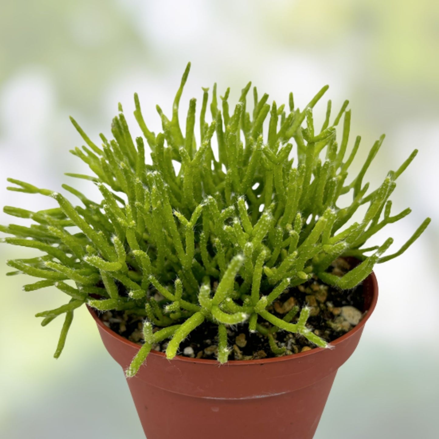 Rhipsalis pentaptera Plant in 2" Pot – Rooted Cactus, Tropical Succulent, Easy Care Houseplant
