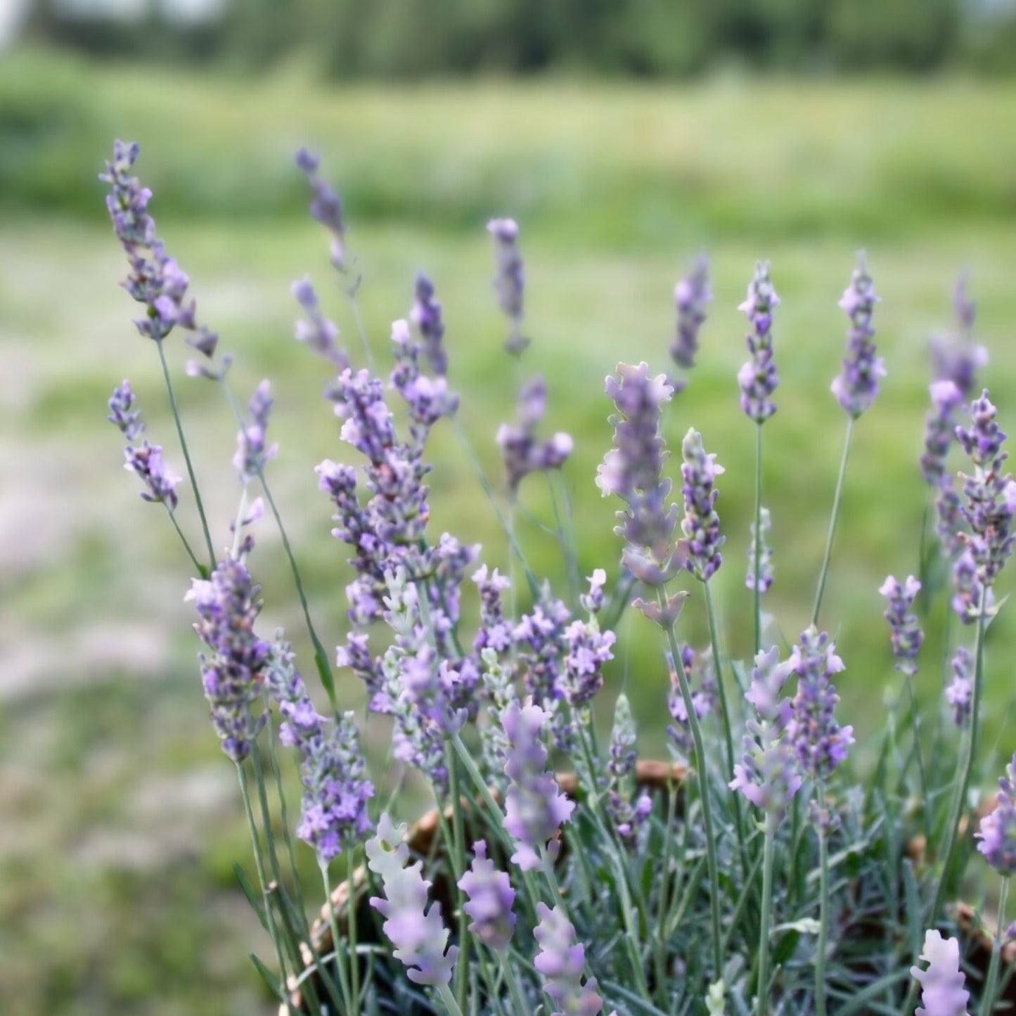 Fragrant Lavender Starter Plant - Sensational Variety for Gardens & Gifts - Lavandula angustifolia