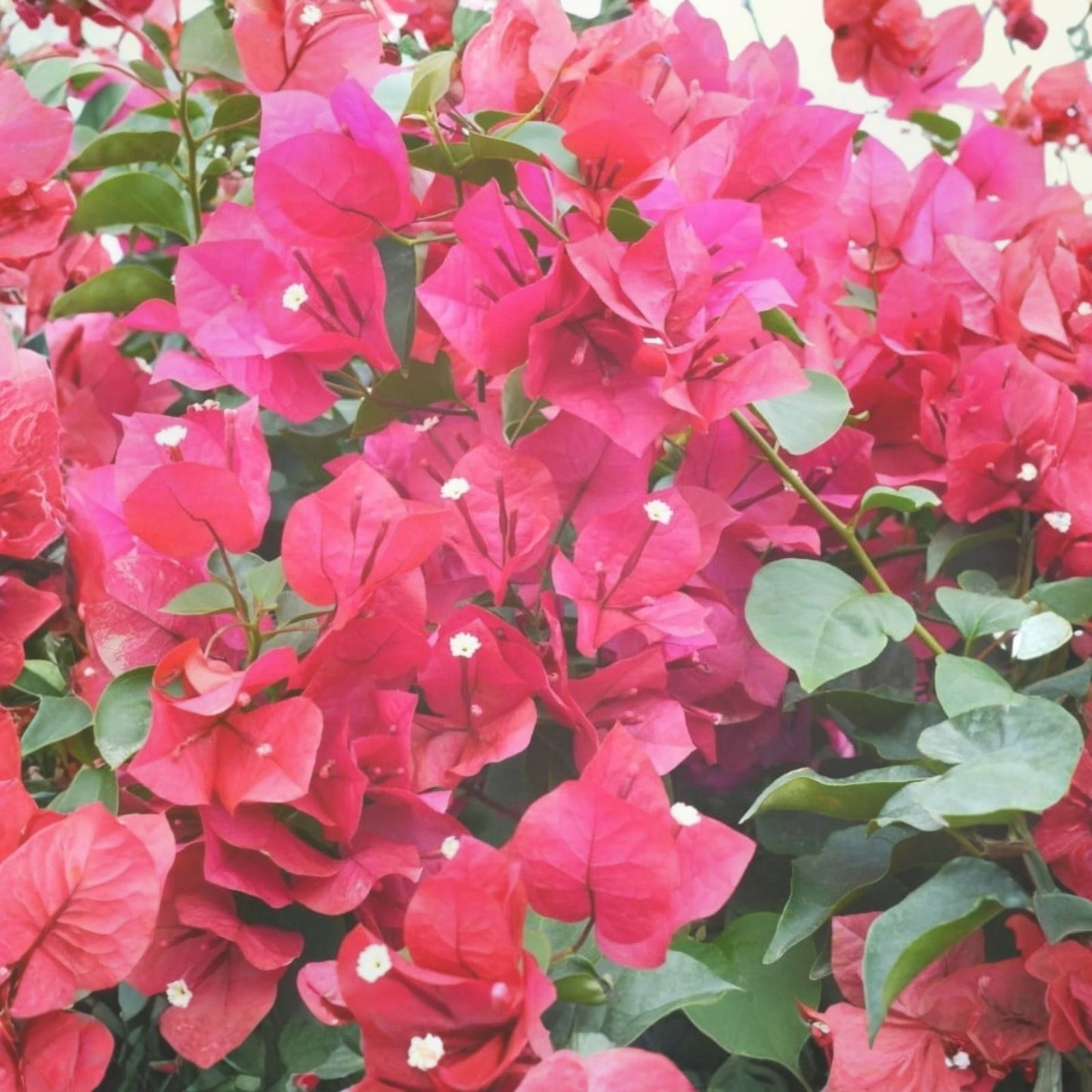 Bougainvillea Plant 6-12" Hot Pink Live Shrub Vine Bougainvillea spectabilis