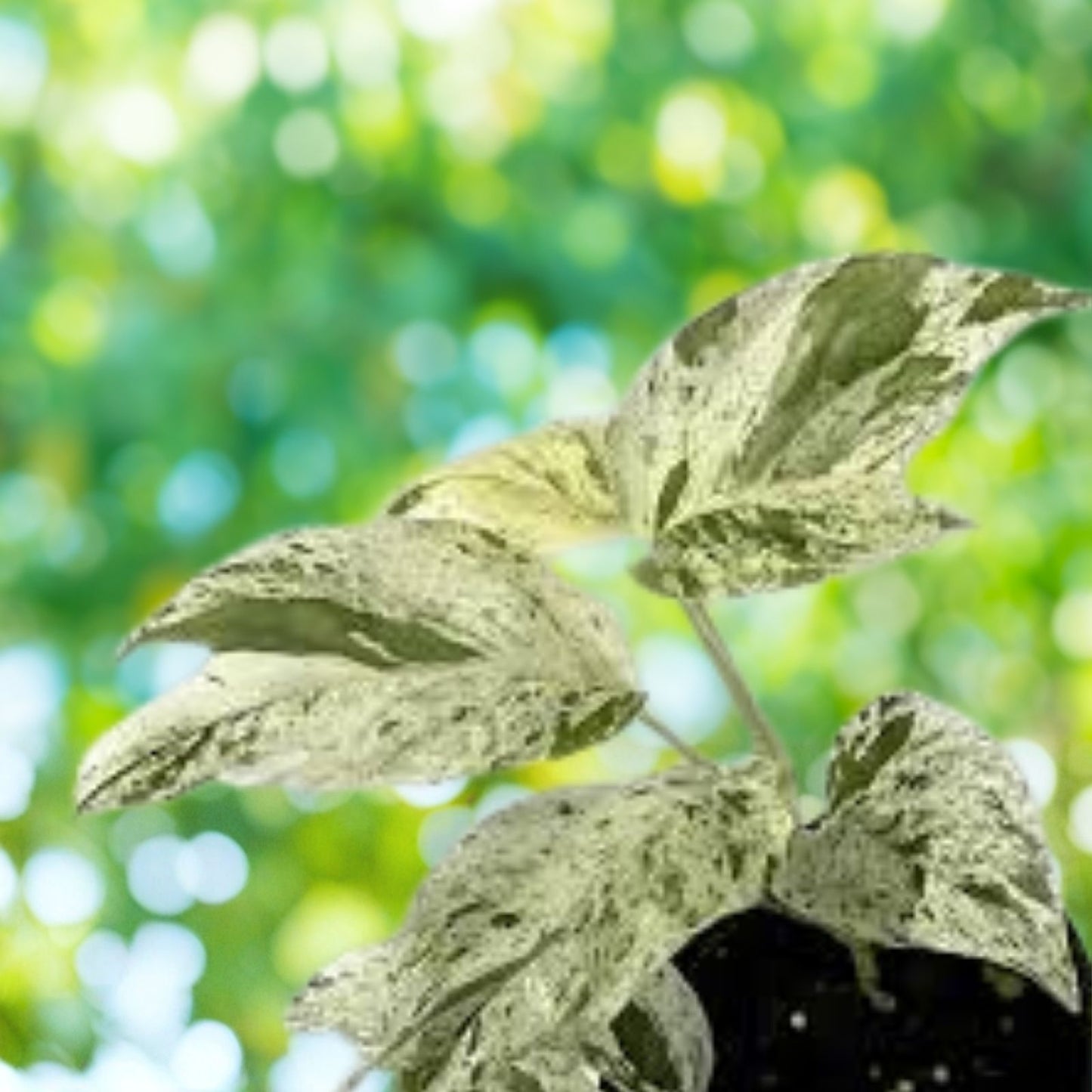 Albo Pothos Cutting - Fresh Marble Variegation - Rare Epipremnum Pinnatum Indoor Plant Decor