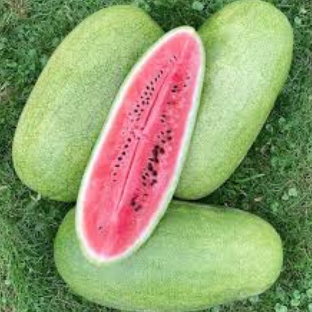 Organic Charleston Grey Watermelon Seeds 50 Count Heirloom Non-GMO USA Heirloom Citrullus lanatus