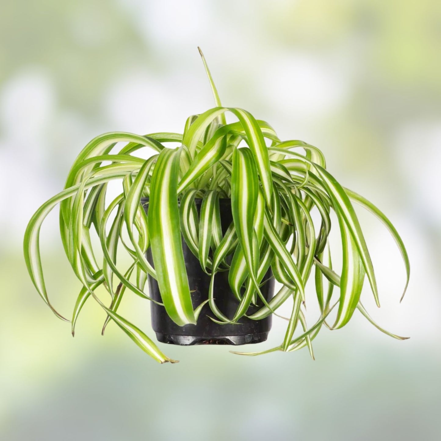Spider Plants - Curly Baby Cuts - Live Houseplants - Bonnie Variety - Chlorophytum comosum