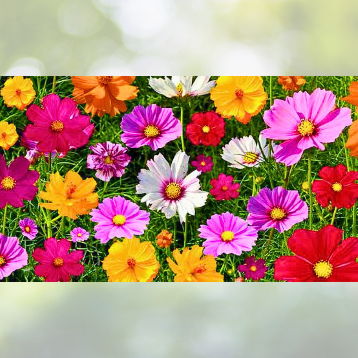 Wildflower Mix Bulk Pack 5000 Seeds Non-GMO Pure Seed Landscape Variety