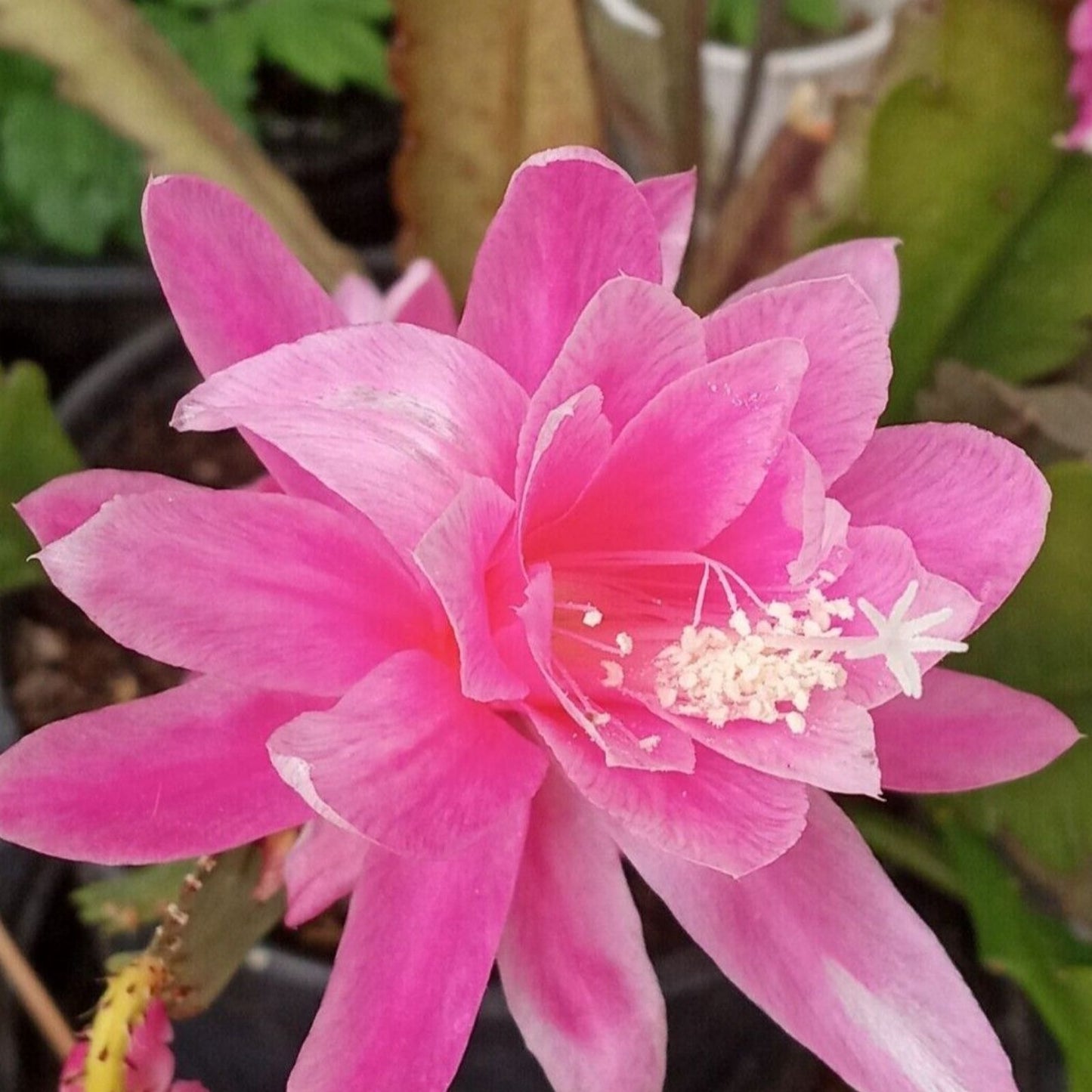 Rare Orchid Cactus Cutting 6" German Empress Epiphyllum Live Plant – Unique Indoor Succulent, Exotic Flowering Cactus