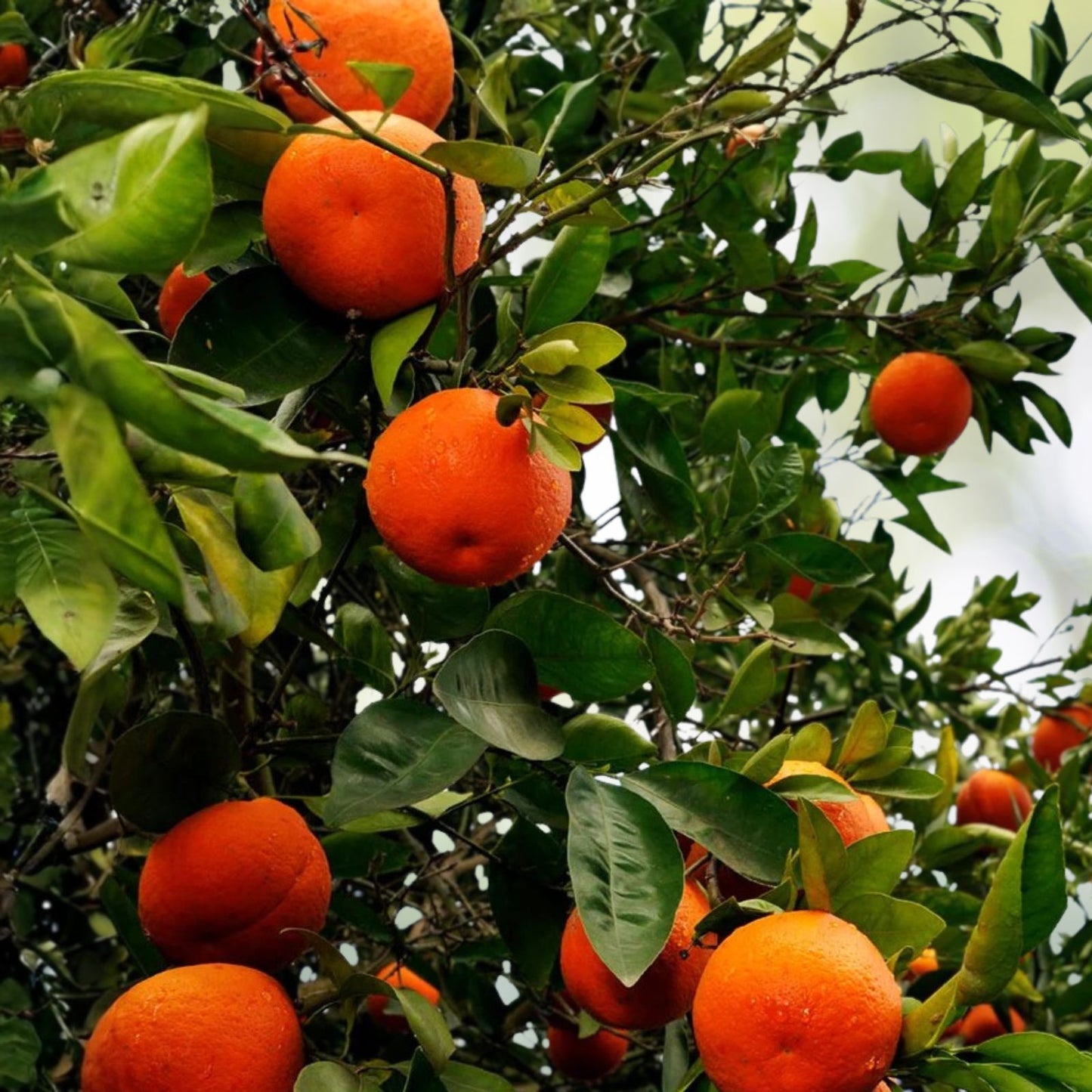 Minneola Tangerine Tree 5 Gallon Grafted Bearing Fruit Citrus reticulata x Citrus paradisi