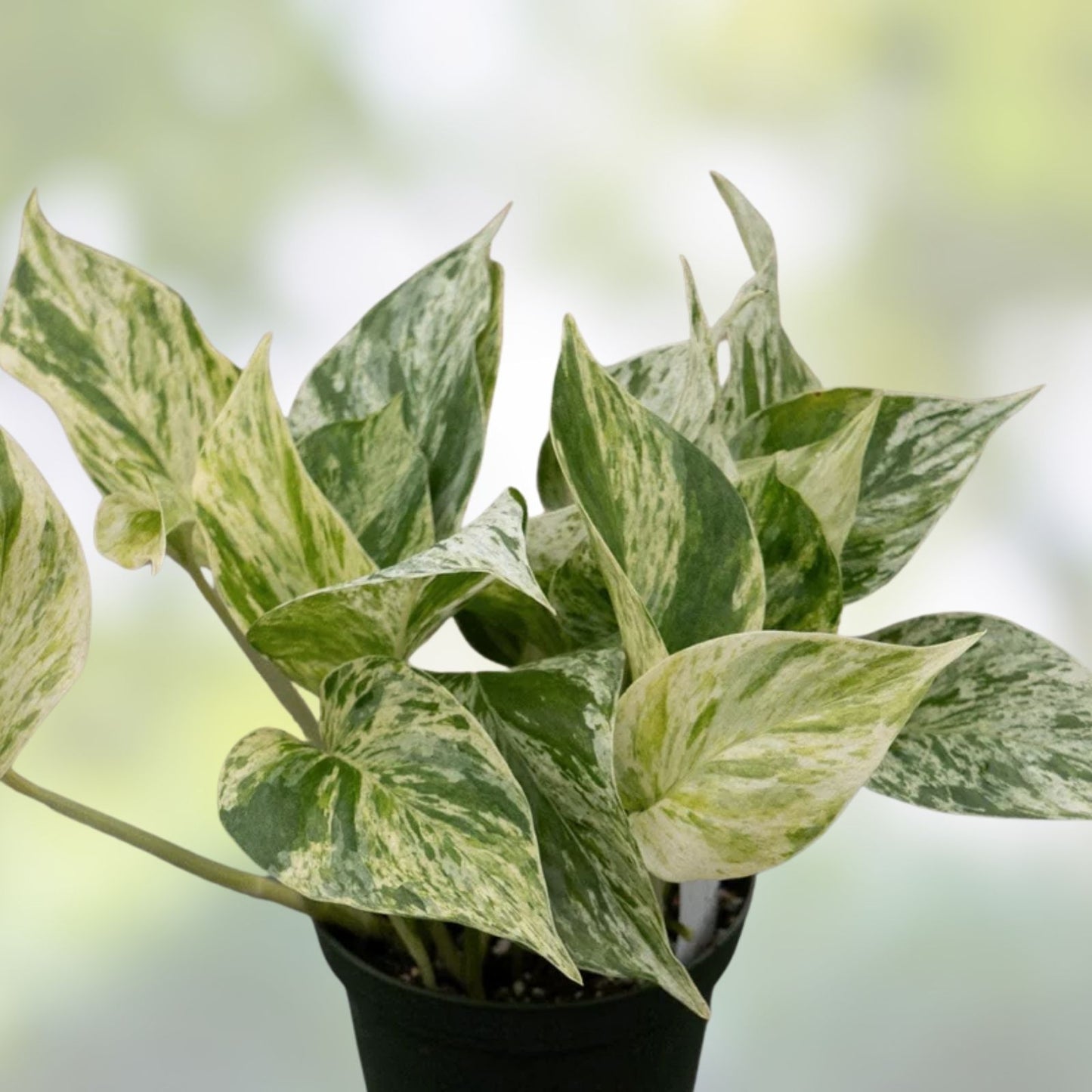 Pothos Cuttings Combo Set 6 – Marble Queen, Lemon Neon, Jade Green – Epipremnum aureum Indoor Plant Collection
