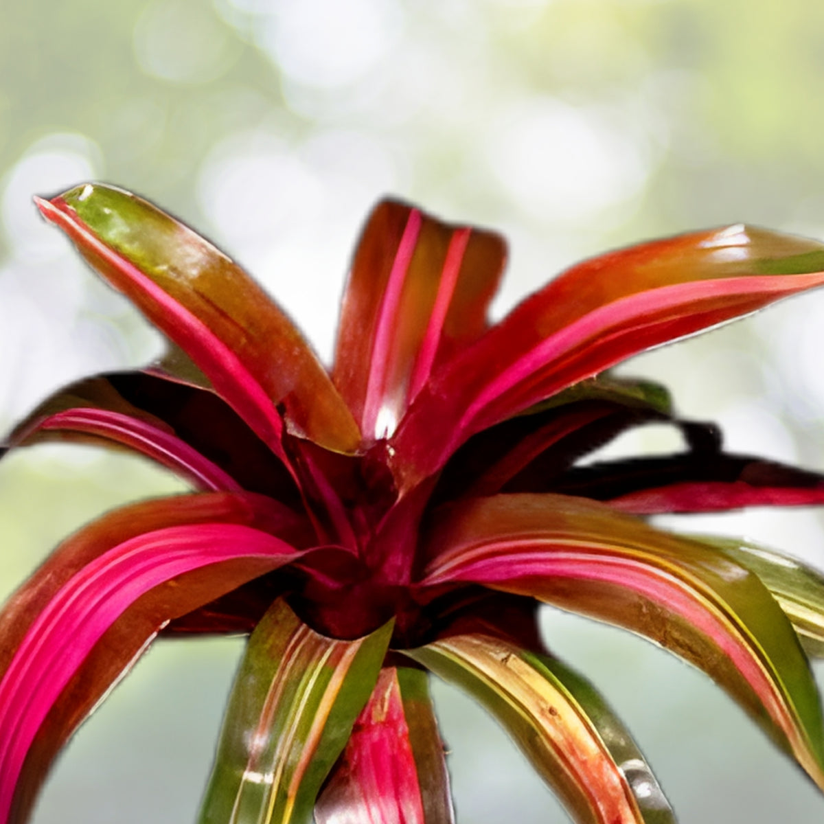 Bromeliad Plant 6" Pot Neoregelia Jampa | Tropical Indoor Houseplant | Colorful Foliage | Easy Care Option
