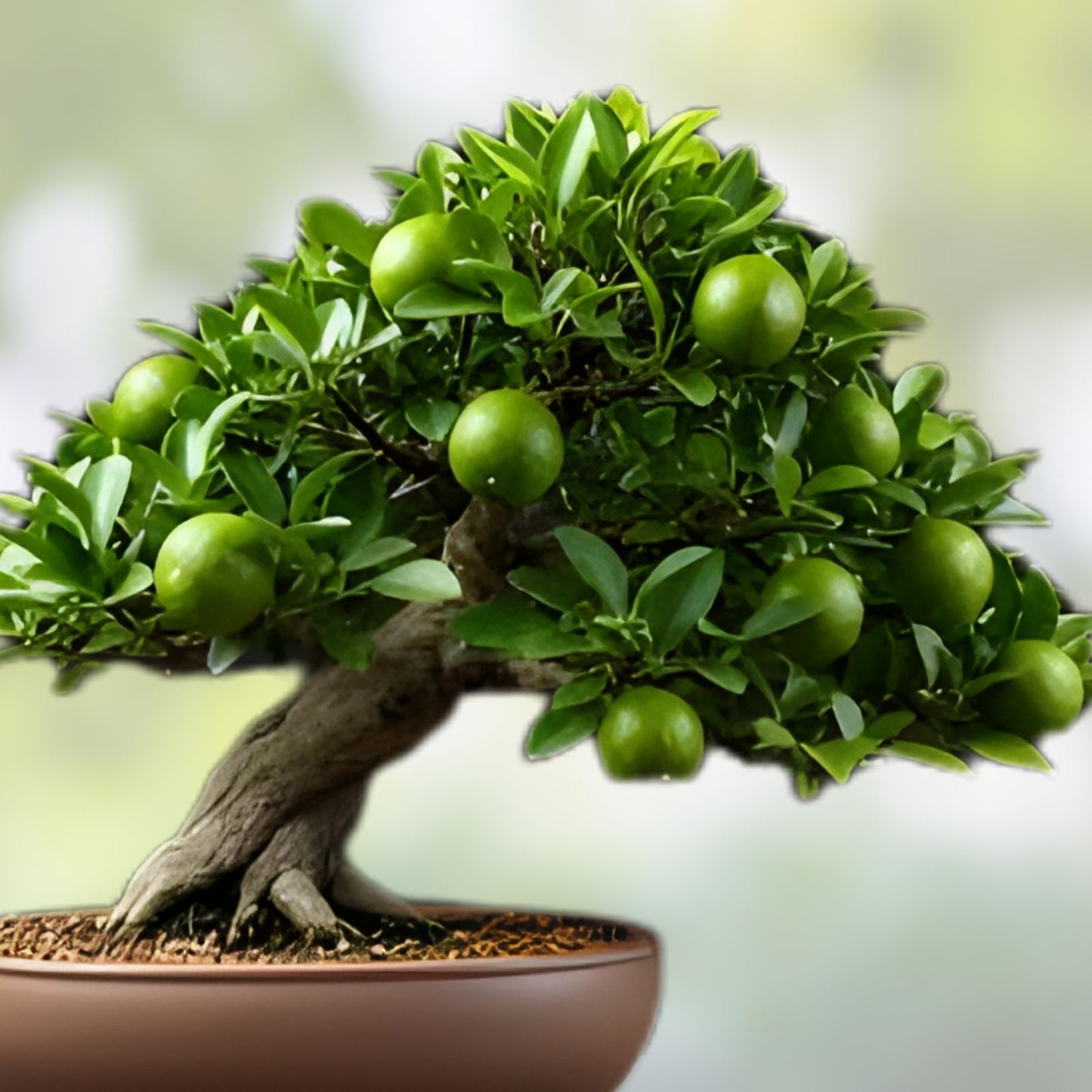 Dwarf Lime Bonsai Tree Seeds – 20+ Seeds – Citrus aurantiifolia – Indoor Planting – Ships from Iowa, USA