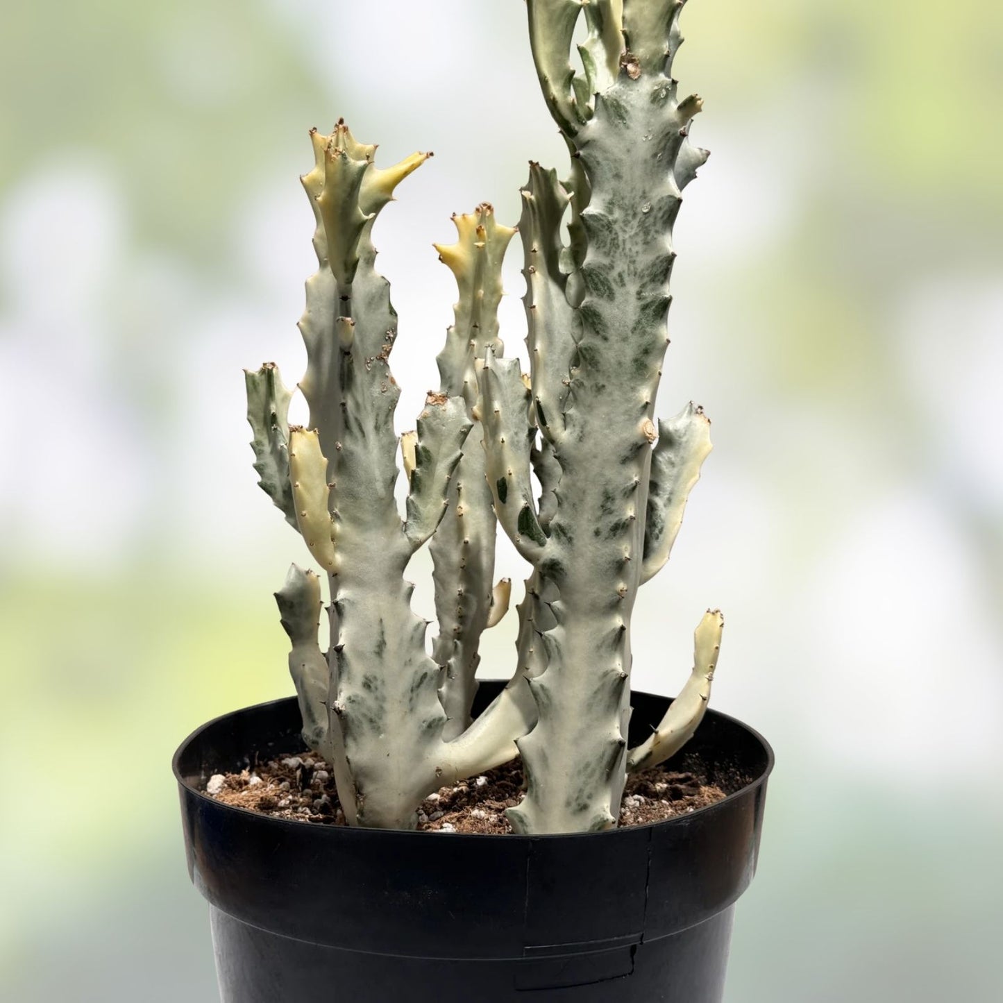 Euphorbia Lactea Variegated White Ghost Succulent Plant 11" Pot Rare Houseplant Decor