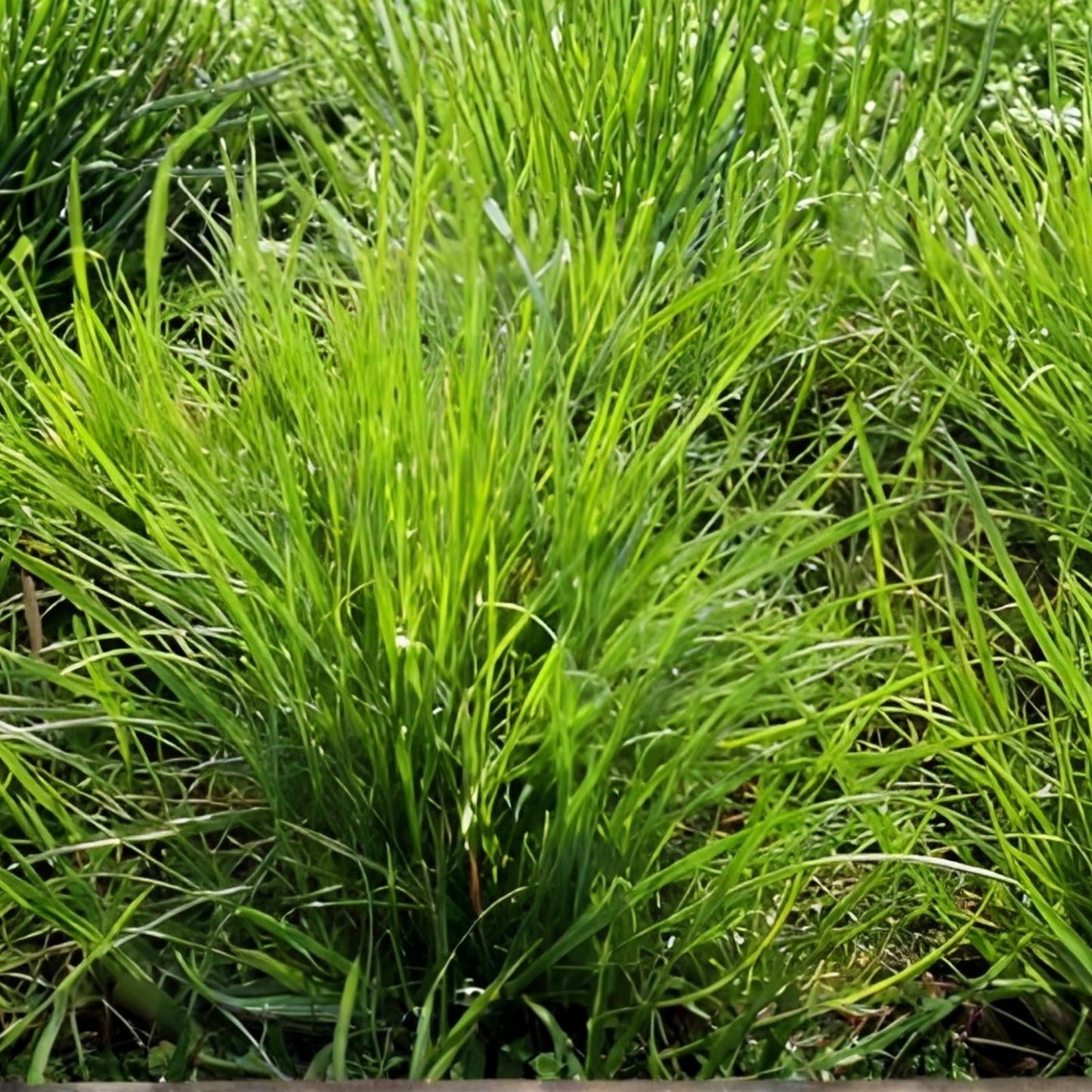 Annual Ryegrass Seeds, Premium Quality, Fast-Growing Green Lawn Grass, Lolium multiflorum, Garden Grass Seed