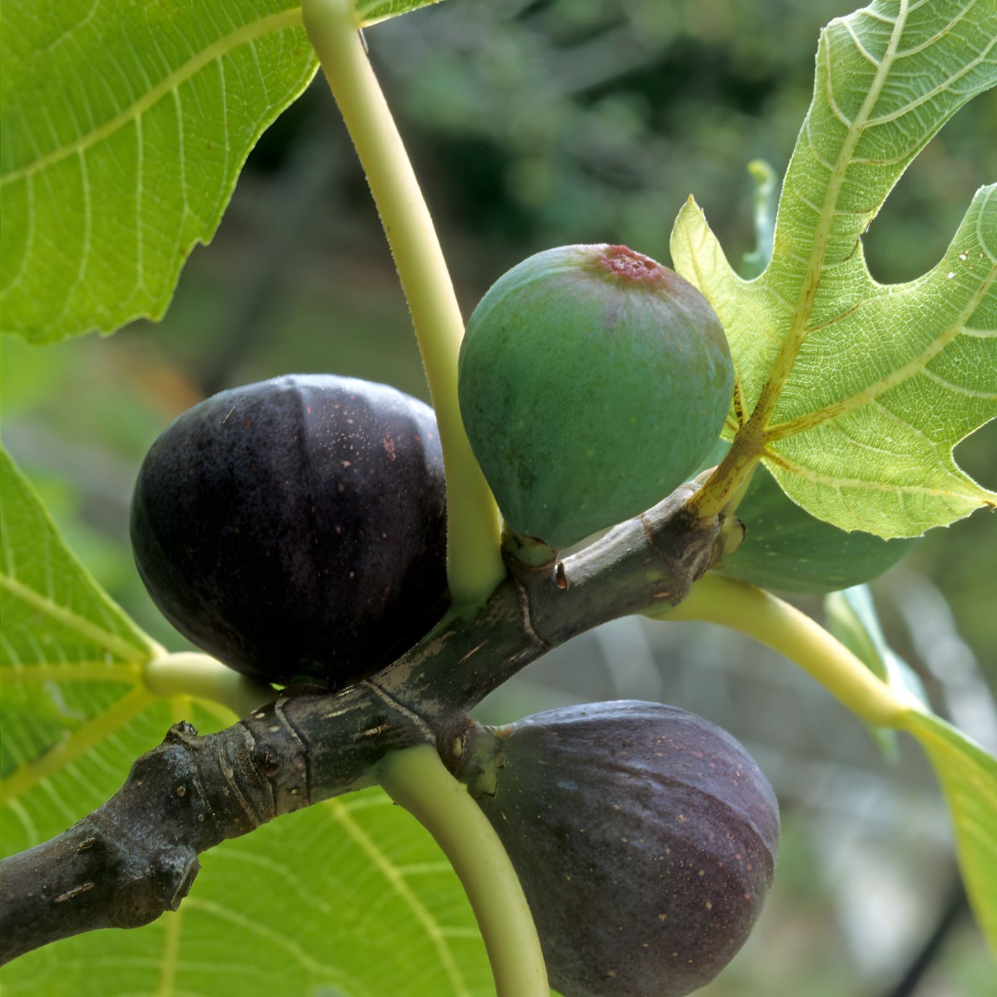 Beer’s Black Fig Tree Bare Root Plant – Ficus carica 'Beer’s Black' Self-Fertile Edible Fruit Tree for Home Garden