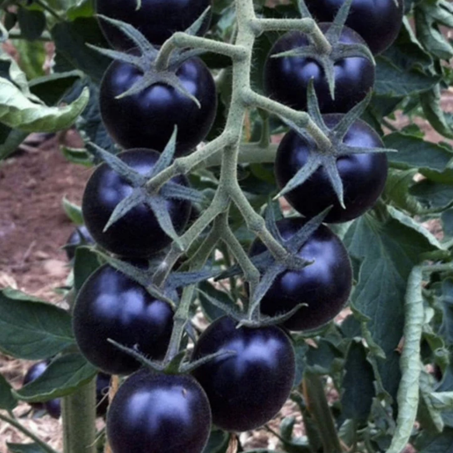Rare Black Tomato Seeds | 50+ Seeds | Exotic Black Variety | Solanum lycopersicum