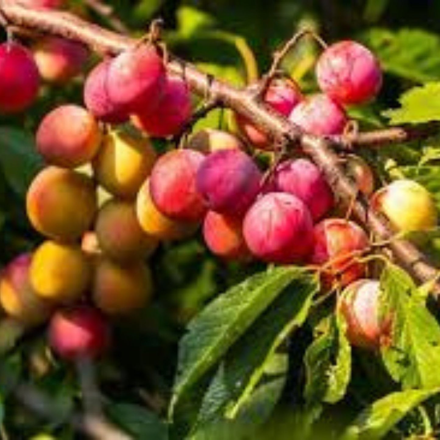 American Plum Bonsai Tree Seedling, Small Hardy Prunus Americana for Indoor or Outdoor Cultivation