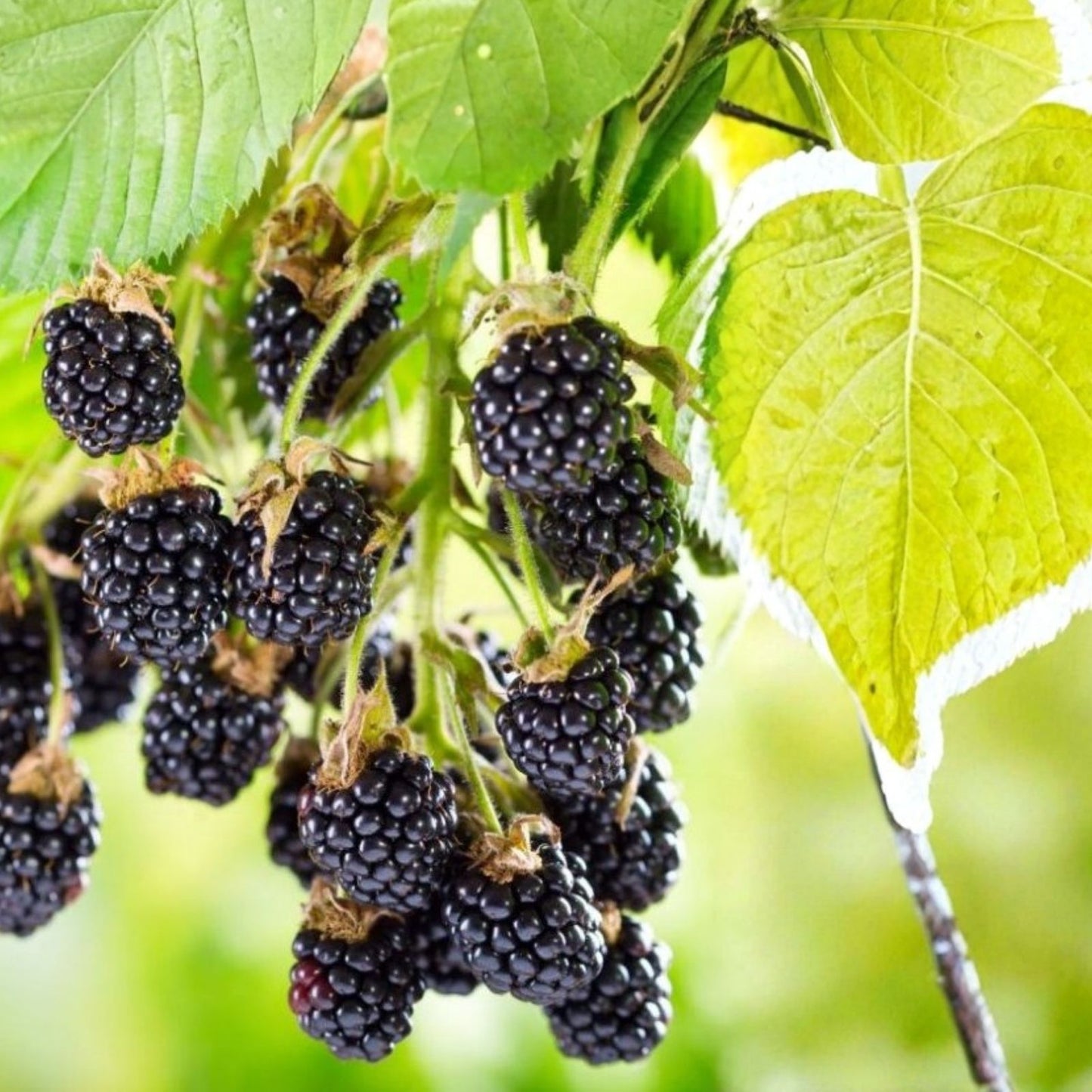 Sawtooth Giant Blackberry Plant 5-Pack Thorny High Yield Rubus fruticosus with Support