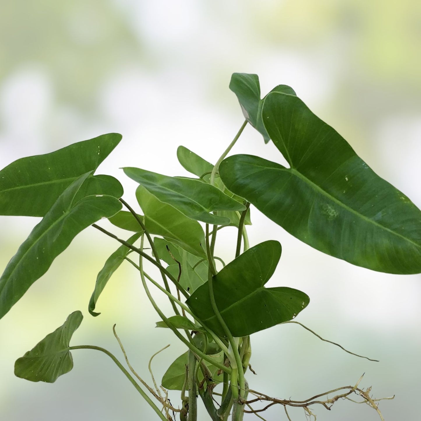 Unrooted Plant Cuttings 3 Pack – Burle Marx Philodendron, Neon Pothos, Marble Queen – Epipremnum aureum, Houseplant, Indoor Gardening