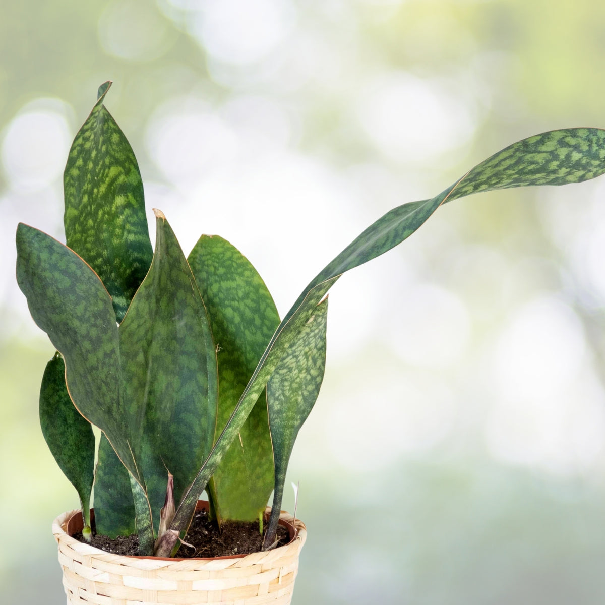 Whale Fin Snake Plant 6 in Pot - Dracaena masoniana - Large Air-Purifying Sansevieria with Paddle Leaves