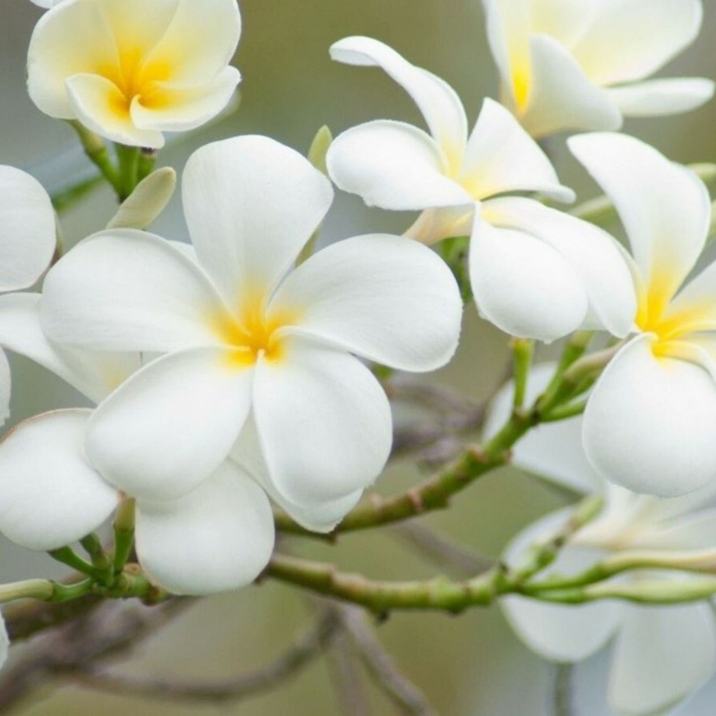 Plumeria Cuttings 8-12 inch White Rainbow Unrooted Tropical Plant, Plumeria spp,