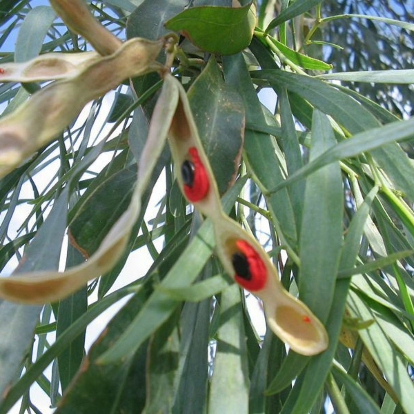 Willow Acacia Seeds 25 Pack - Acacia Salicina - Willow Wattle - Hardy Broughton Willow Tree Seeds for Planting