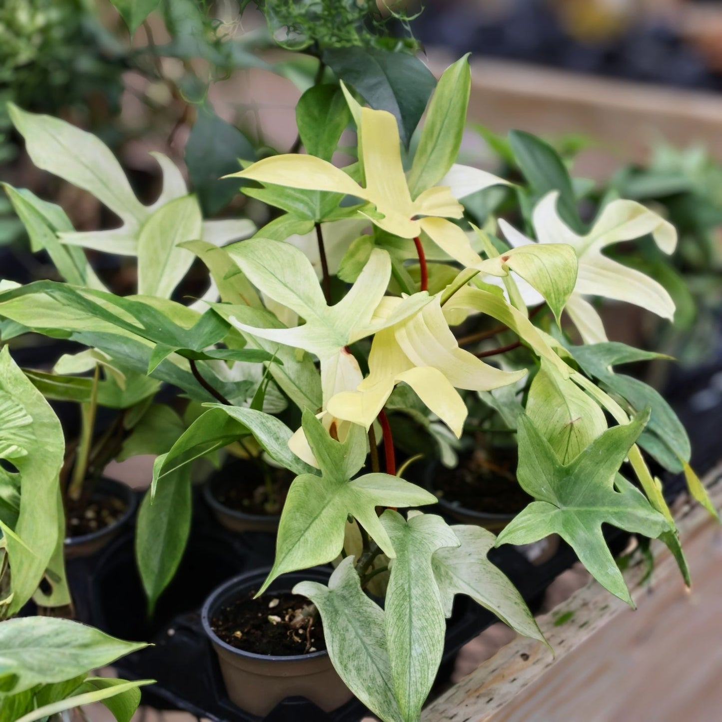 Philodendron Florida Ghost 8" Pot | Rare Tropical Houseplant | Glossy Ghost-Shaped Leaves | Philodendron Pedatum x Squamiferum