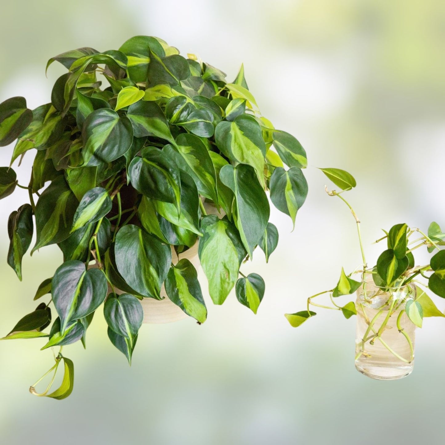 Heart Leaf Philodendron Cuttings - 10X Live Unrooted Stem Cuttings - Philodendron hederaceum - Indoor Plant Propagation