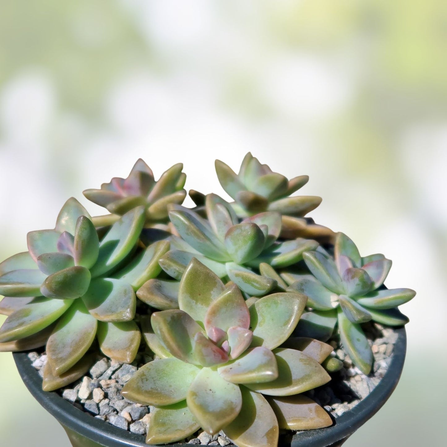 Ghost Plant Succulent, Live Graptopetalum paraguayense, Mother of Pearls, Indoor Low Maintenance Plant