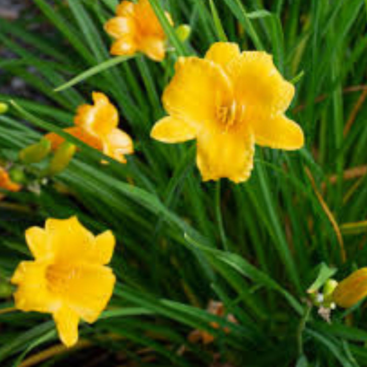 Stella De Oro Daylily Live Plant - 5 Perennials for Outdoor Garden - Hemerocallis 'Stella de Oro' Root