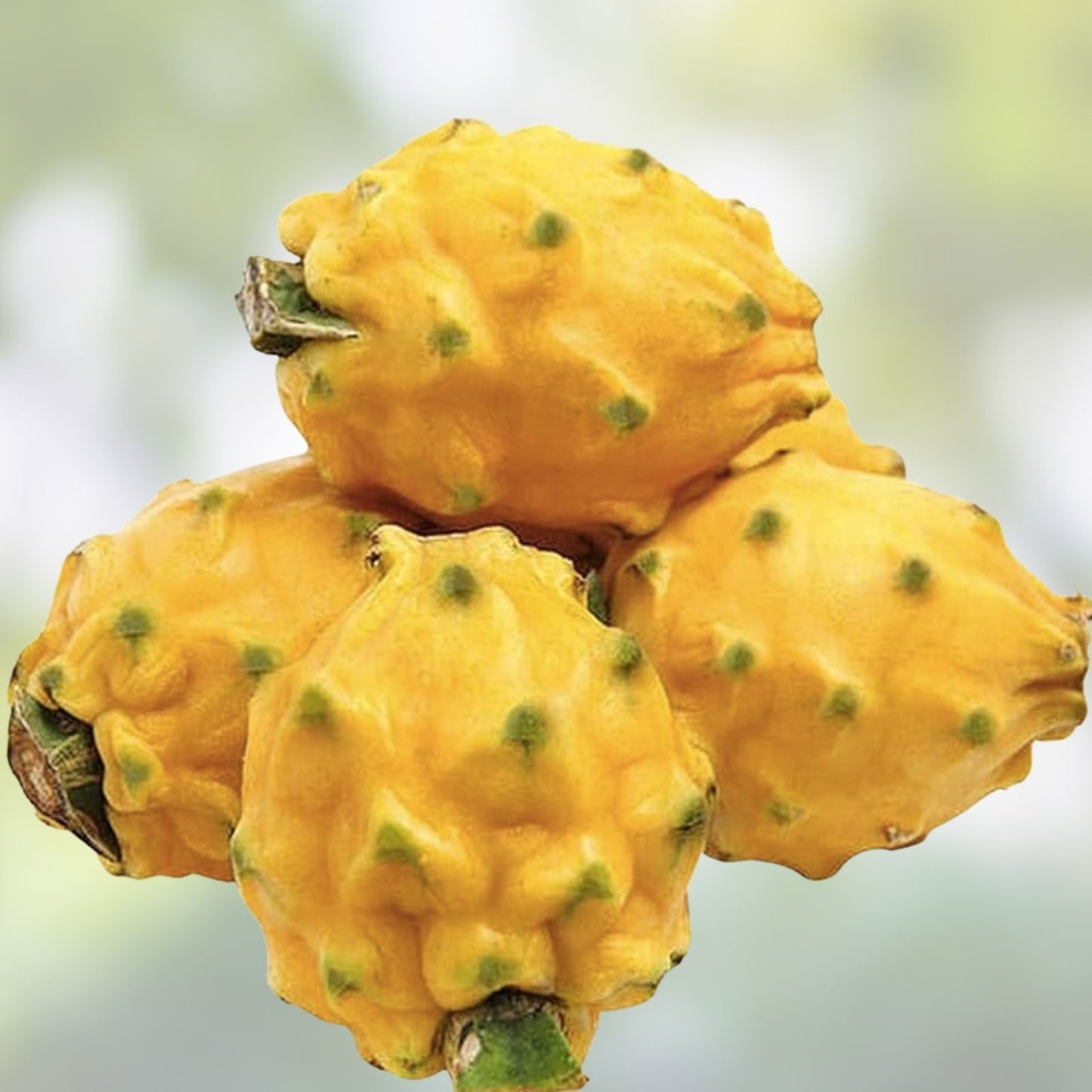 Yellow Dragon Fruit Seeds 30 Pack – Rare Hylocereus megalanthus for Planting and Garden Cultivation