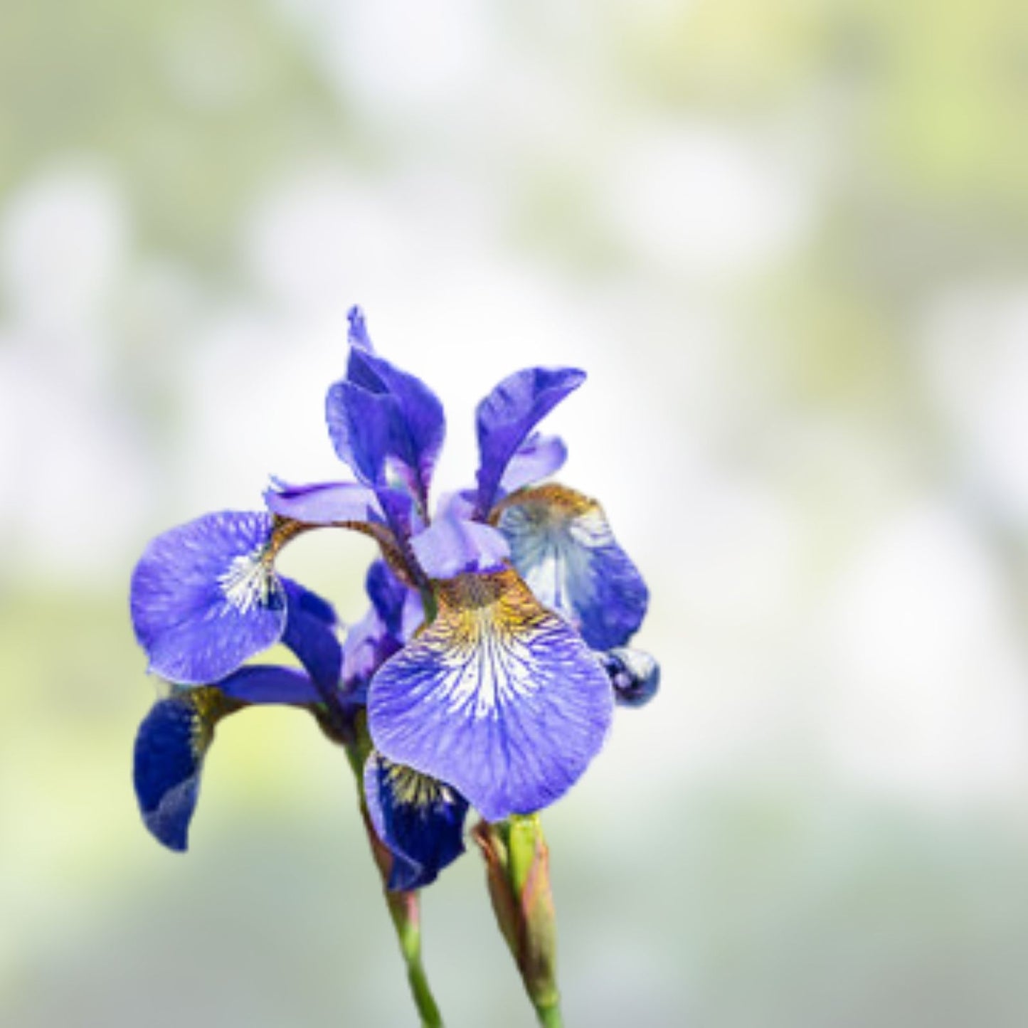 Siberian Iris Starter Plants Set of 3 - Well-Rooted Perennials for Garden Blooms - Iris sibirica