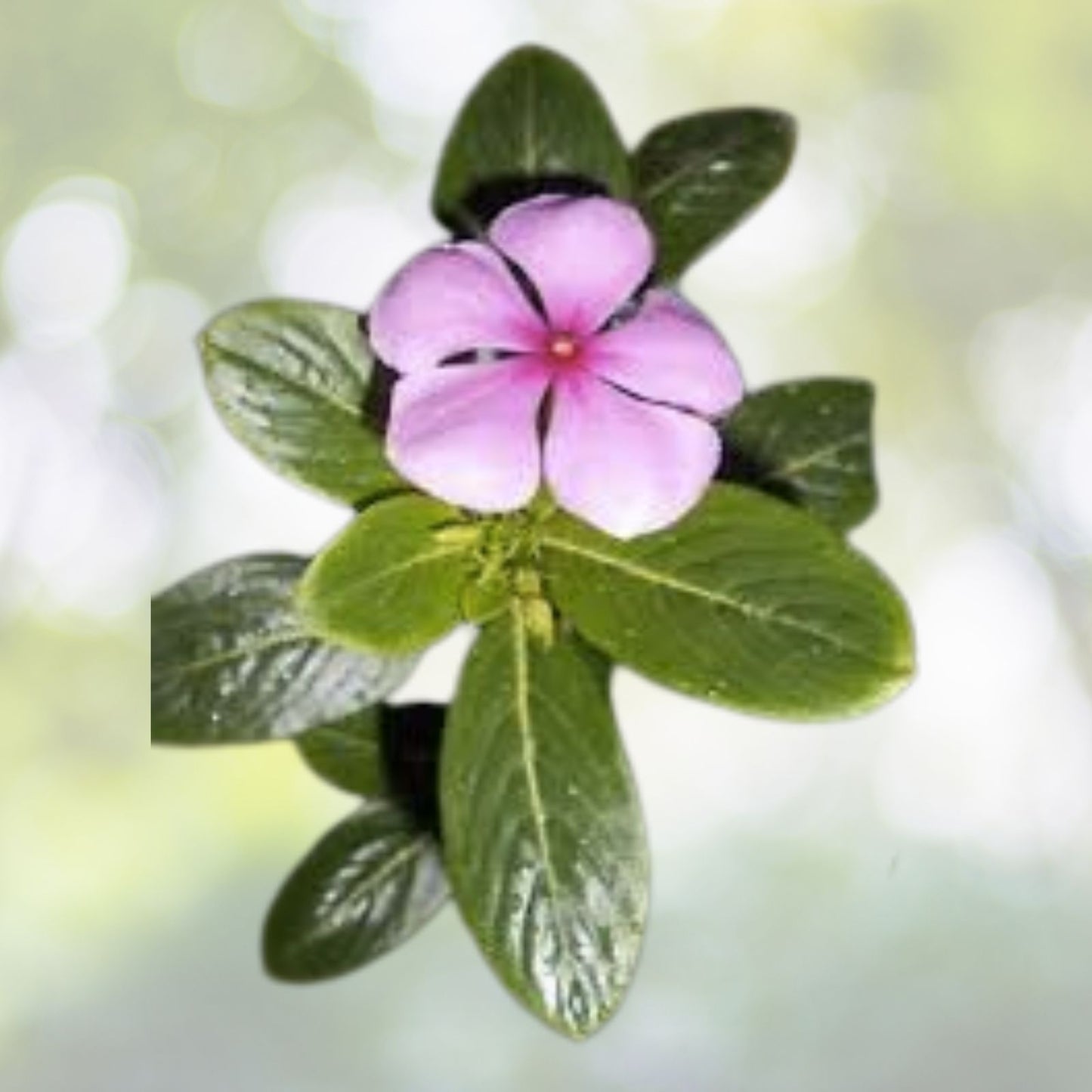 Dwarf Pink Periwinkle Seeds - 100+ Count Vinca Rosea Delicata - Ground Cover Flower Seeds for Gardens