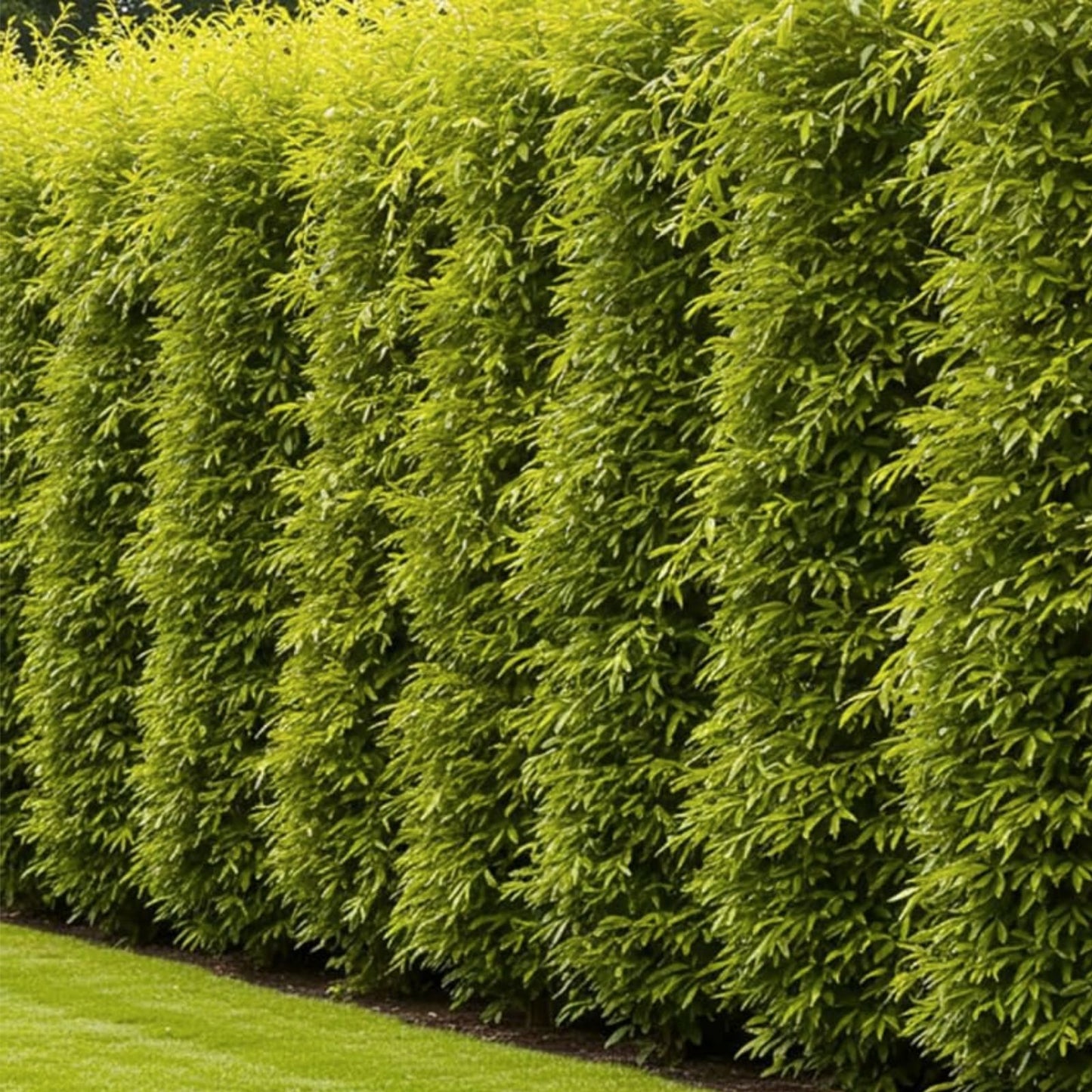 Dozen Hybrid Willow Trees, Fast-Growing Shade & Privacy Trees, Austree Hybrid, Landscaping Trees