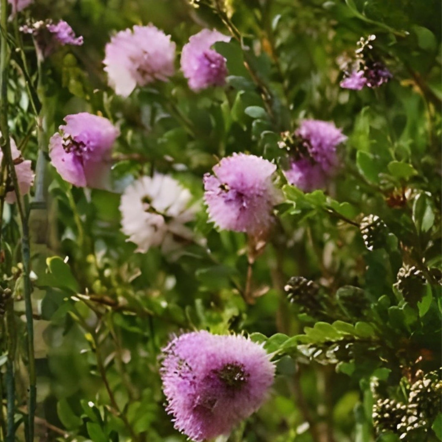 Pink Melaleuca Tea Tree Oil Seeds – 50+ Seeds, Showy Honey Myrtle Shrub, Pom Pom Flowers, Melaleuca alternifolia