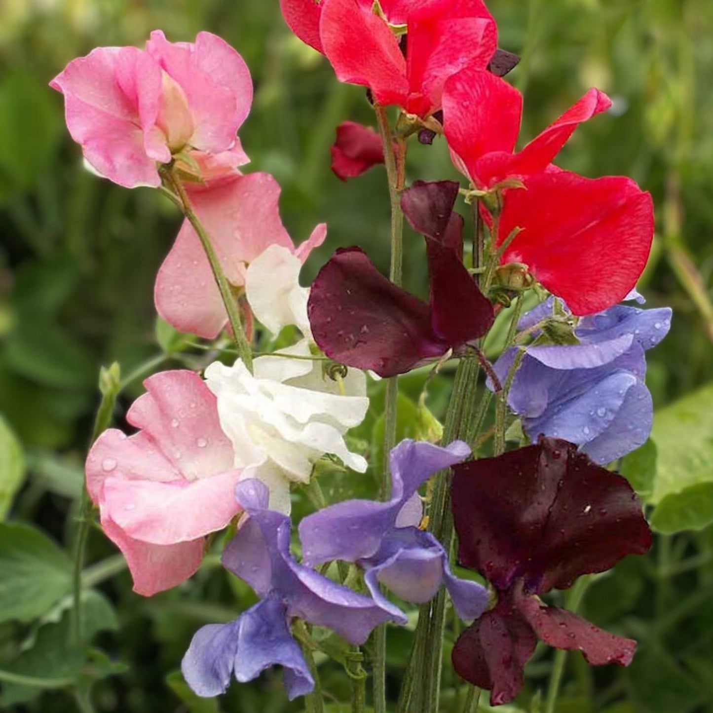 Sweet Pea Seeds 250 Count Early Multiflora Gigantea Mix Lathyrus odoratus Flower Seeds for Garden, Climbing, Fragrant Plants