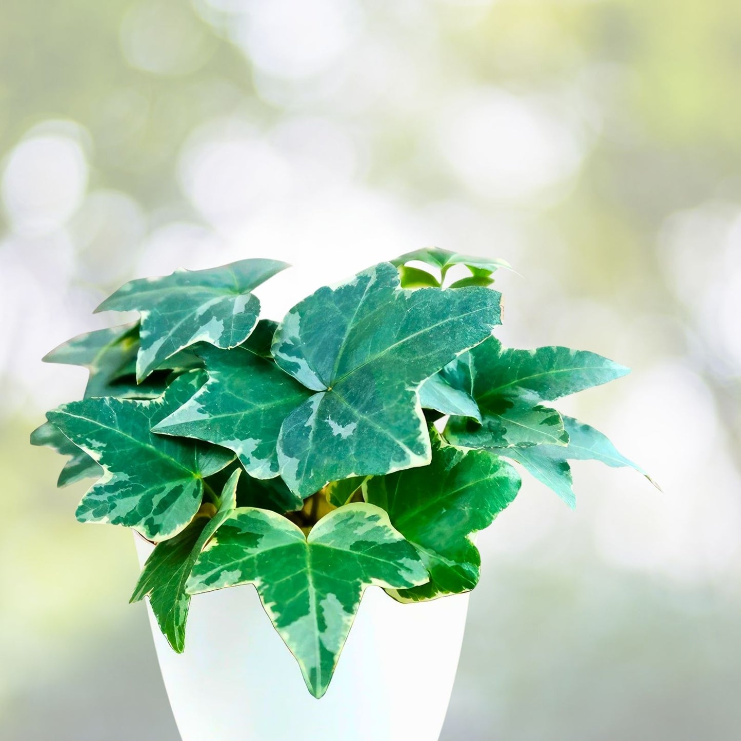 English Ivy Cuttings - 6 Inch Live Plant - Easy-to-Grow Perennial - Hedera helix - Indoor Garden, Houseplant, Greenery