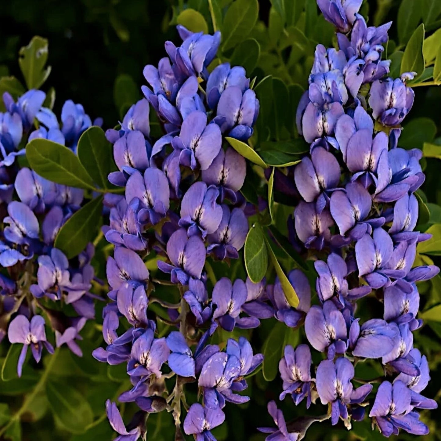 Mescal Bean Seeds for Planting - 10 Seeds, Texas Mescalbean, Texas Mountain Laurel, Sophora secundiflora