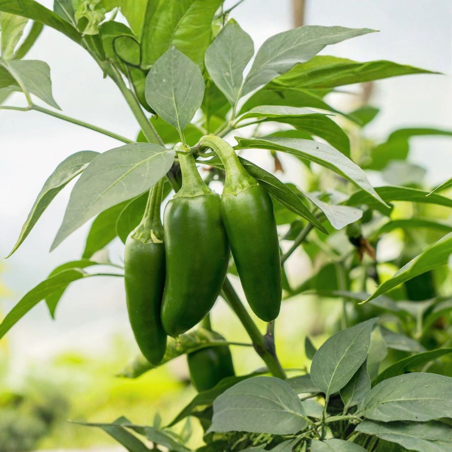 Hot Pepper Seeds Mix 100 Pack – Capsicum Annuum, Habanero, Jalapeño, Serrano, Anaheim, Cayenne Seed Variety