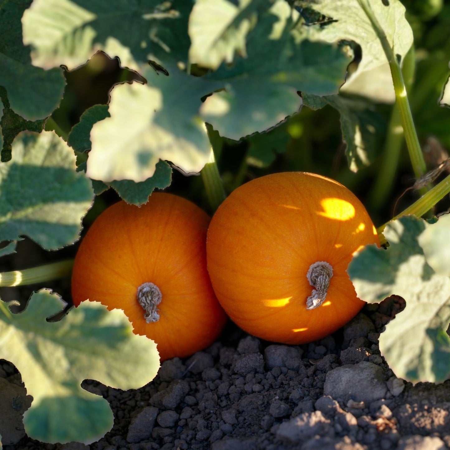 Kandy Korn Plus Pumpkin Seeds for Planting - True Mini Pumpkin - 10 Seeds - Cucurbita pepo