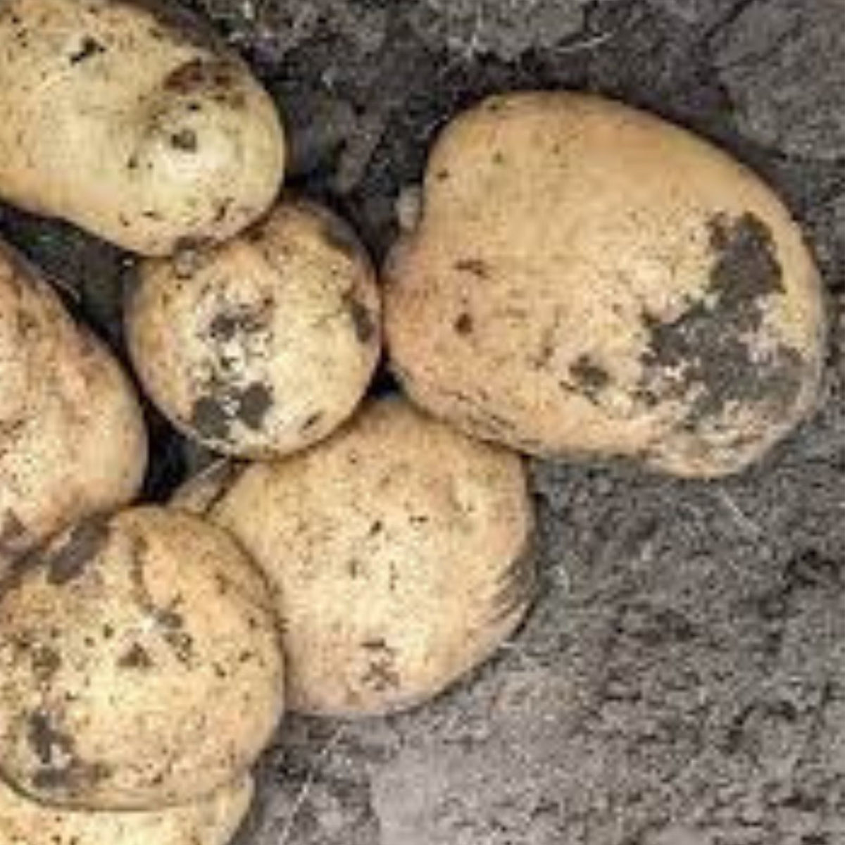 Kennebec White Seed Potatoes - 5 Medium Tubers for Planting - High-Yielding Seed Potatoes (Solanum tuberosum)