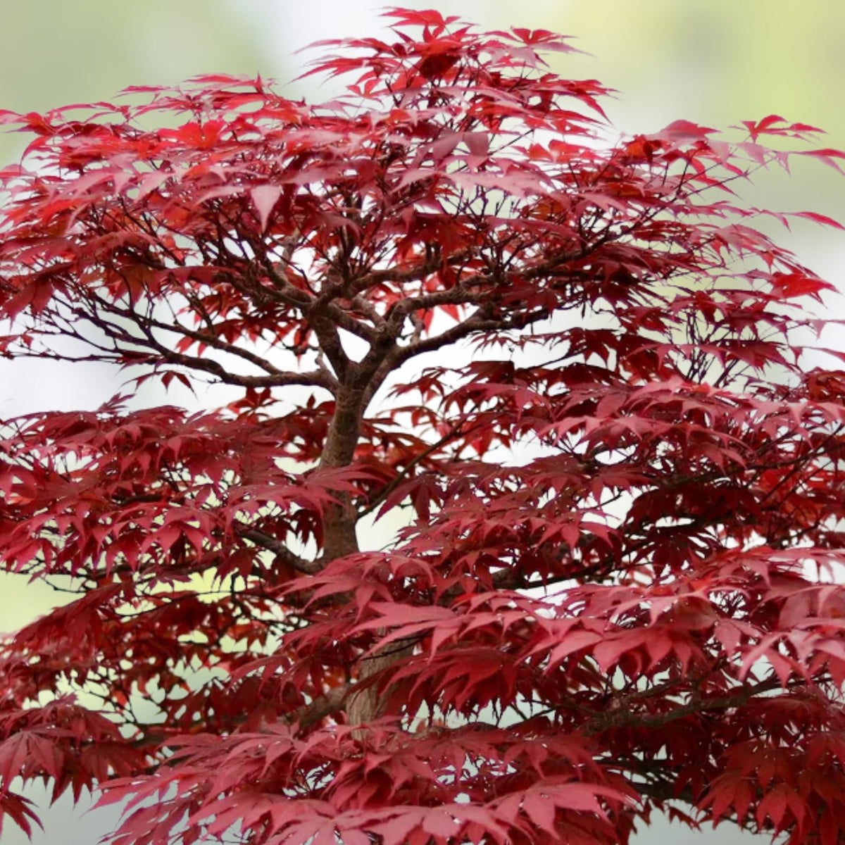 Japanese Maple Bonsai Tree Seeds - Premium Prized Variety - Acer palmatum - Live Plant Seeds for Gardening and Bonsai Cultivation