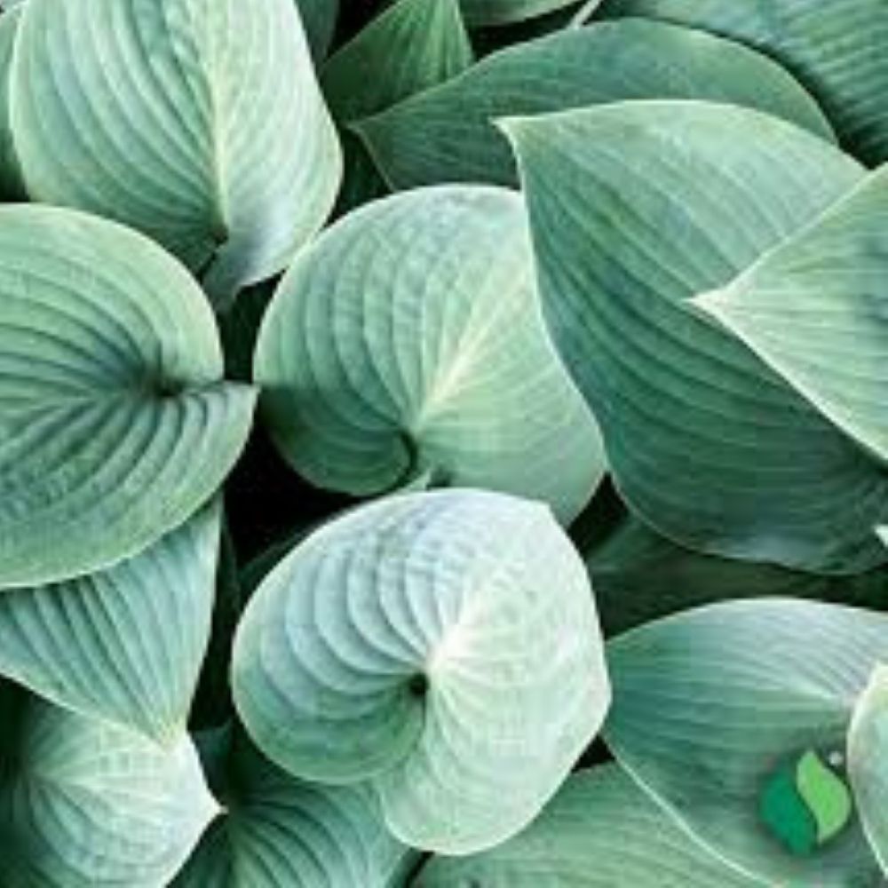 Hosta Plants 4 Roots Metallic Blue-Green Foliage Shade Garden Perennial Hosta Elegans (Hosta sieboldiana)