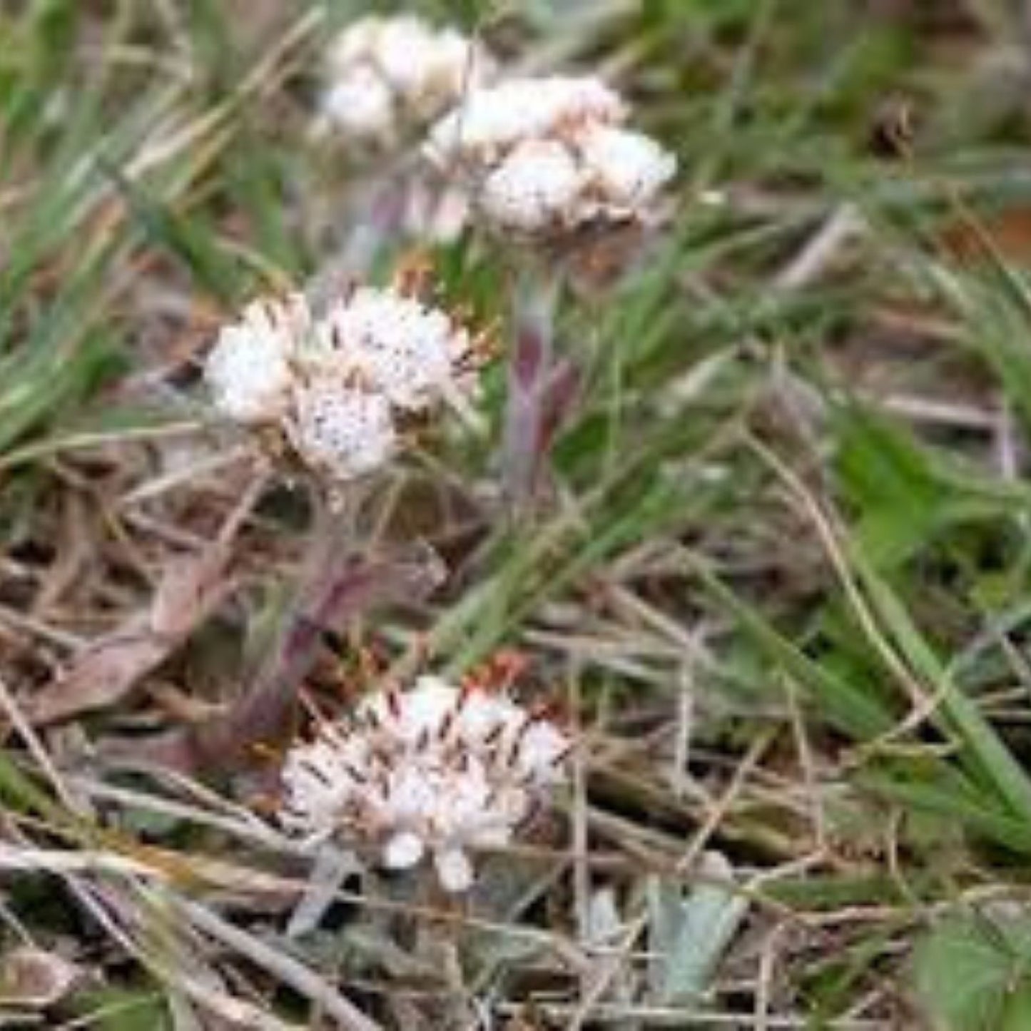 Prairie Pussytoes Seeds 100 Count - Antennaria neglecta Native Wildflower for Planting, Drought Tolerant, Perennial, Pollinator Friendly