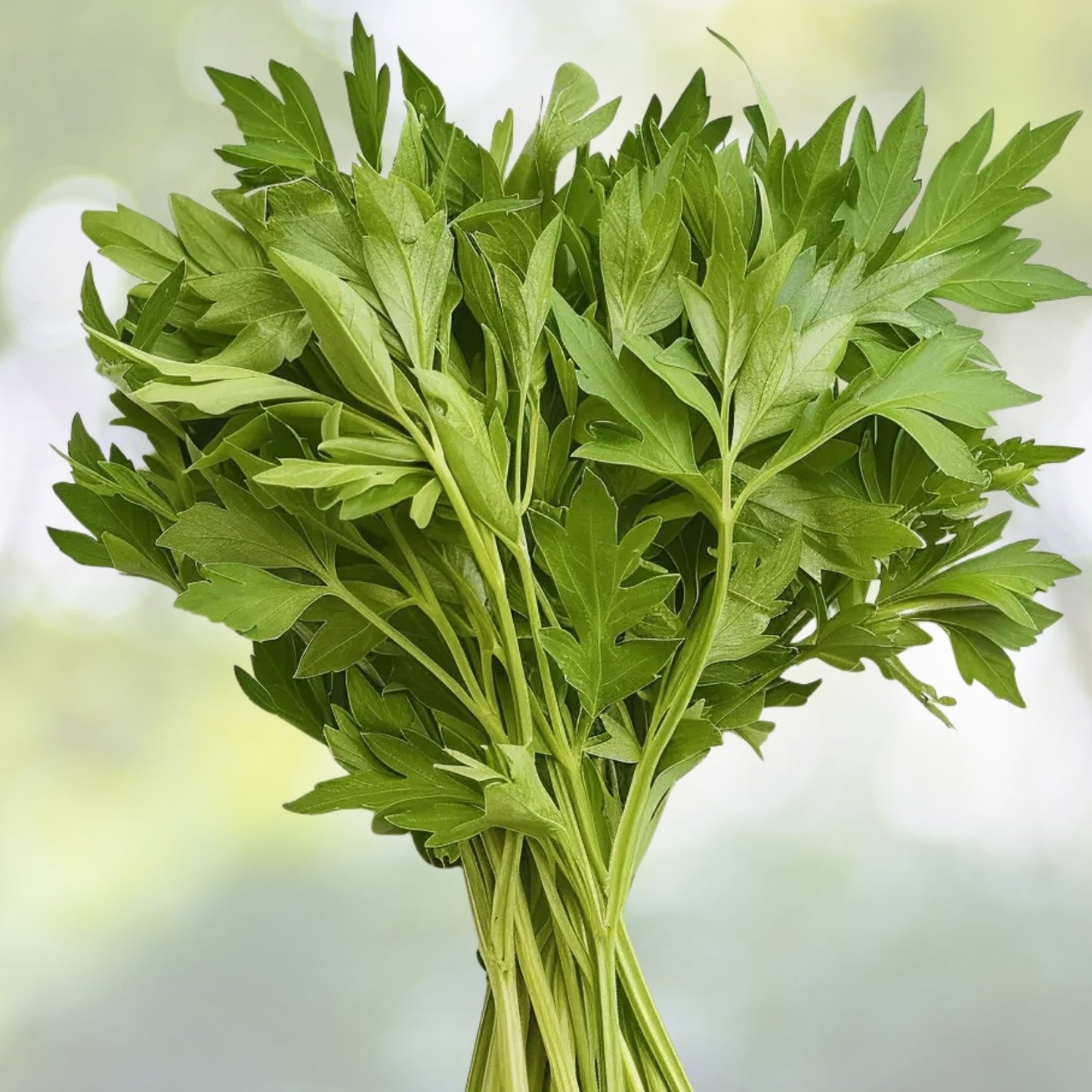 Lovage Seeds - 300+ Perennial Culinary Herb - Celery Fennel Parsley Flavor - Levisticum officinale - USA