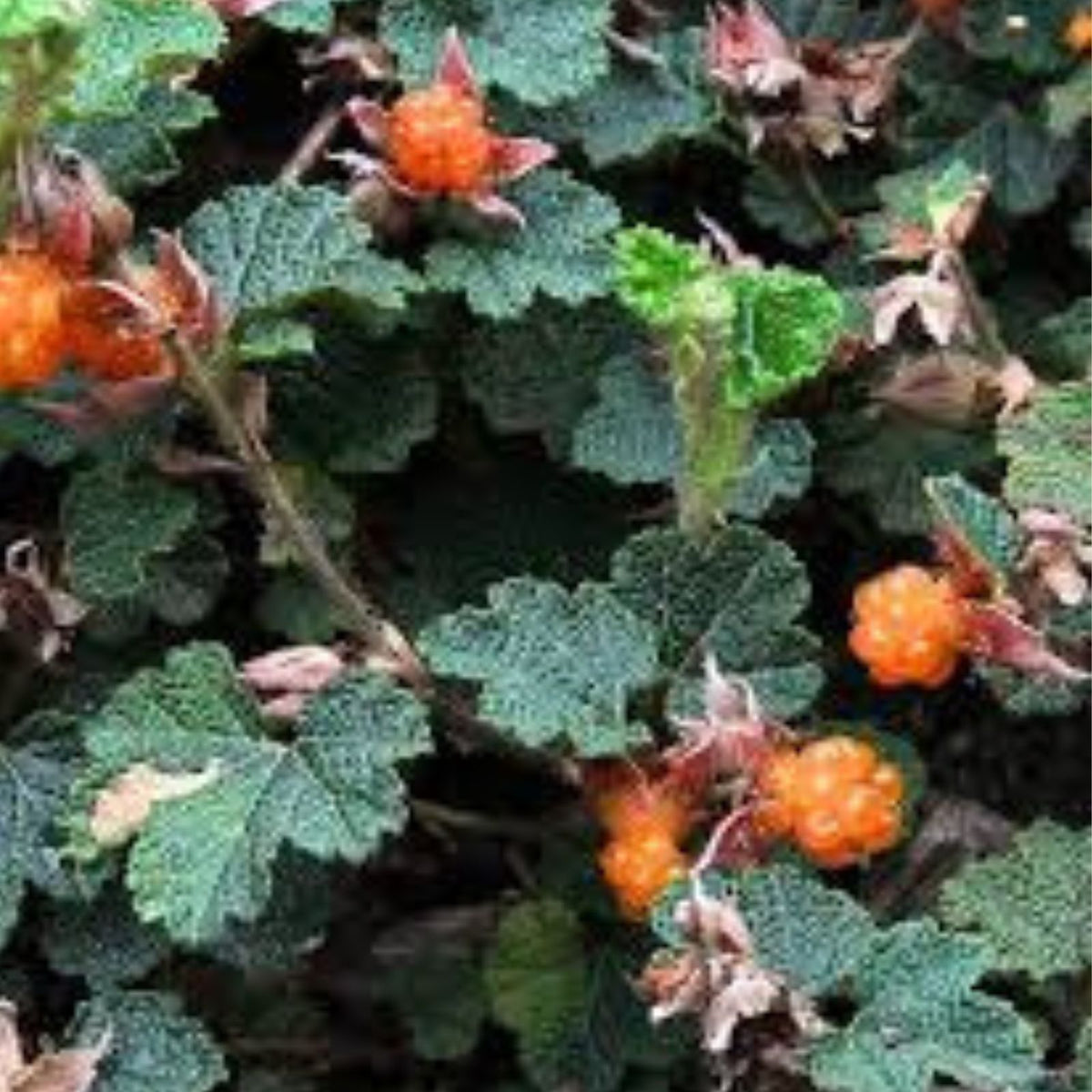 Taiwan Creeping Raspberry Live Plant Set of 2, 6 12" Tall, No Pot, Edible Ground Cover, Rubus pentalobus