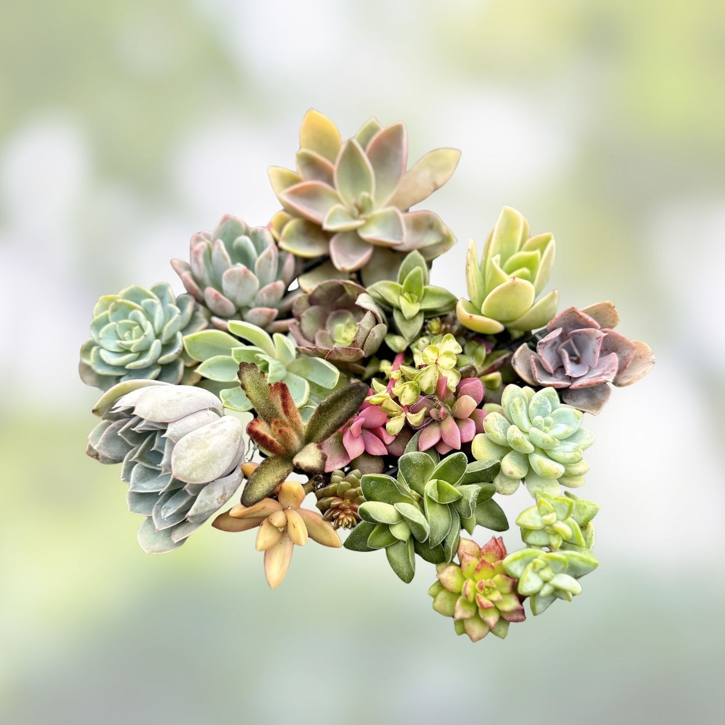 Assorted Succulent Plant Cuttings - Six Varieties for DIY Arrangements and Home Decor - Succulent Cuttings Collection