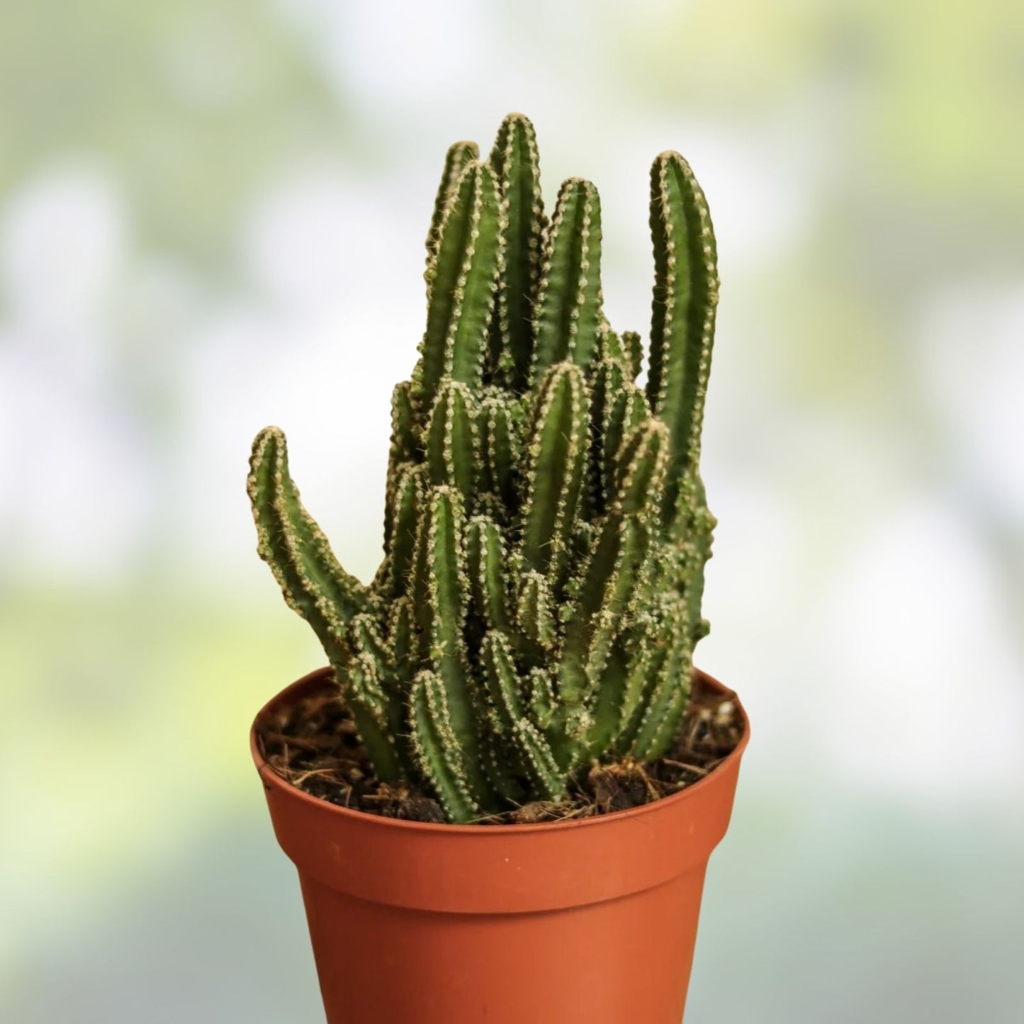 Live Rooted Triangle Cactus Plant – Acanthocereus Tetragonus – Unique Succulent from Naples Florida