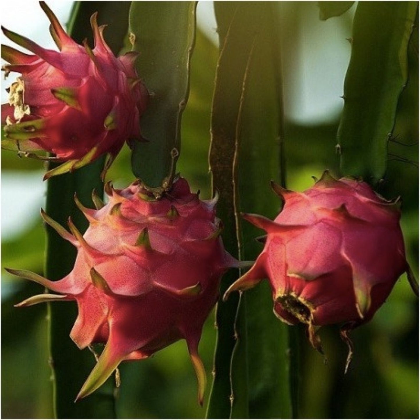 Dragon Fruit Cuttings - Maria Fucsia Variety - Hylocereus undatus - Edible Fruit Plant Propagation