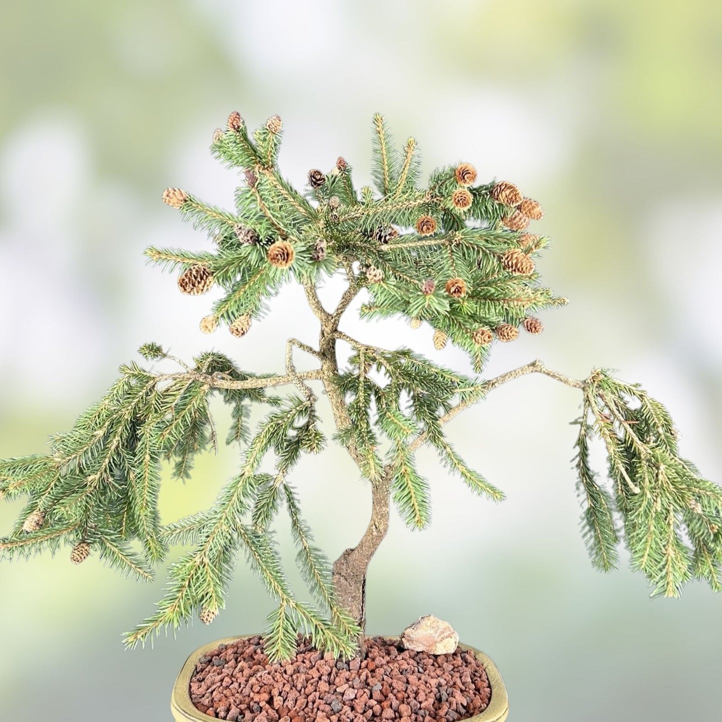 Norway Spruce Bonsai Tree Seeds - 30 Seeds - Evergreen Conifer - Picea abies - Garden Planting, Indoor, Outdoor Growth