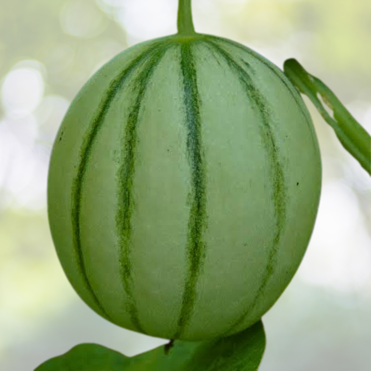 Cantaloupe Melon Seeds - 25pcs Sweet Heirloom Variety for Home Gardens - Cucumis melo