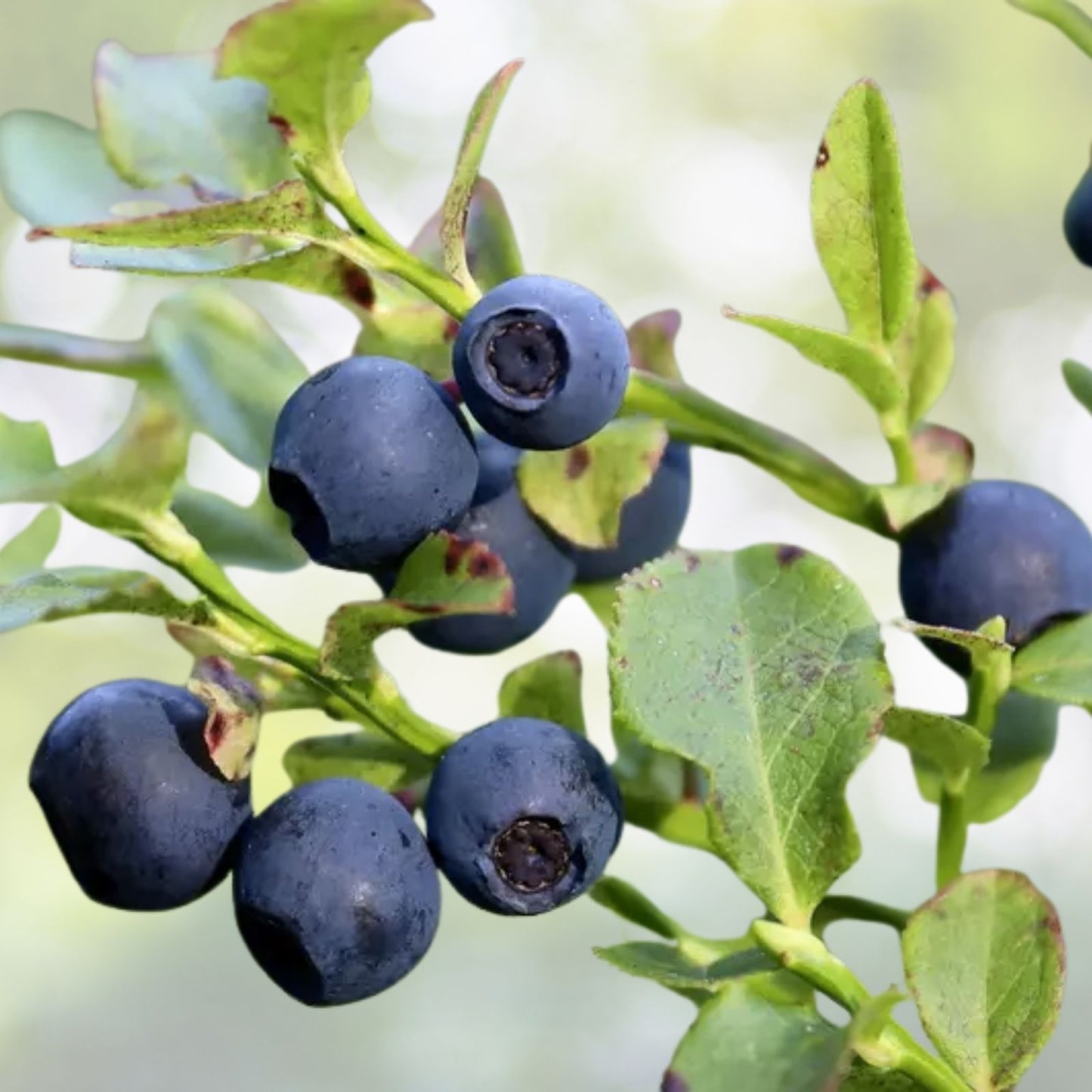 Bilberry Seeds - 30+ Seeds - Dwarf Shrub - Vaccinium myrtillus - Free Shipping - US Seller